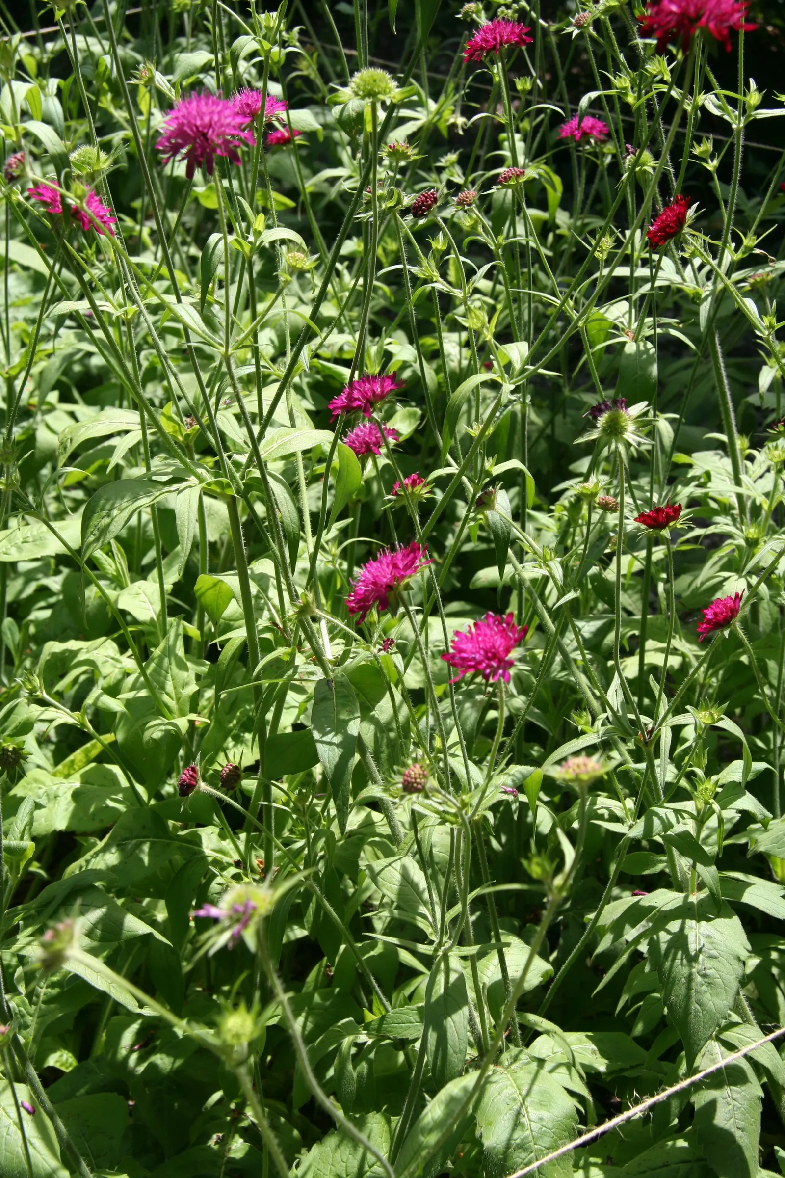Crimson Scabious (Knautia Macedonica) — or as a charming addition to cut flower arrangements
