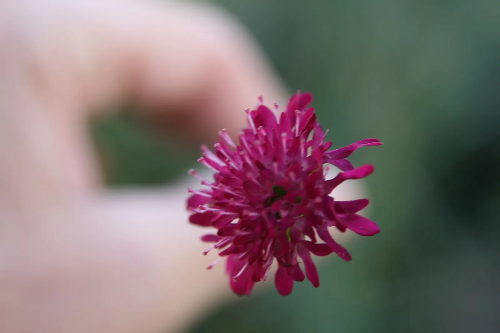 Crimson Scabious (Knautia Macedonica) — Drought-tolerant once established