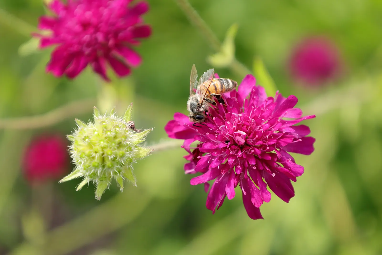 Crimson Scabious (Knautia Macedonica) — reaching 18-36 inches in height and spreading 12-18 inches wide; requiring full sun and well-drained soil