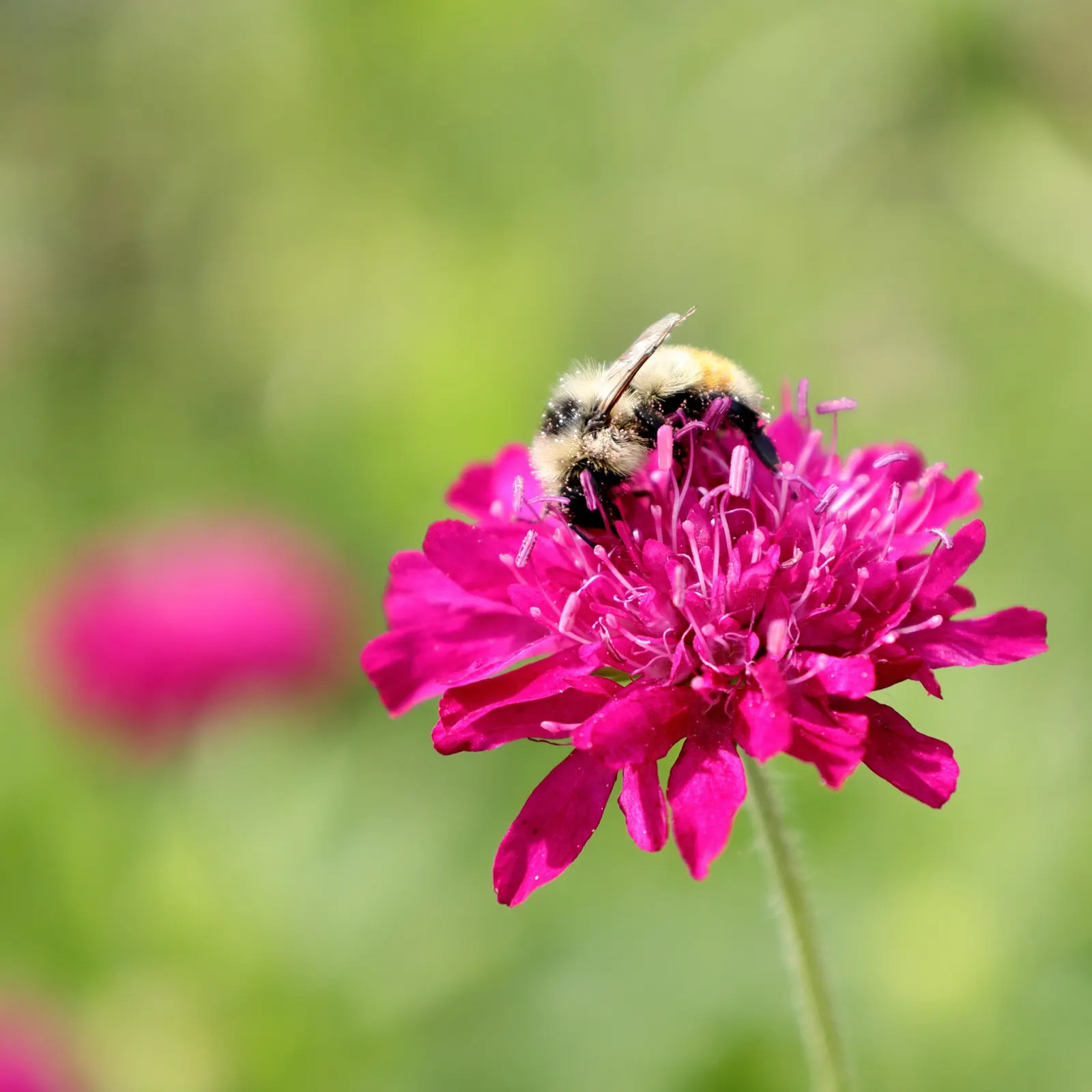 Crimson Scabious (Knautia Macedonica) — Its nectar-rich blooms attract pollinators