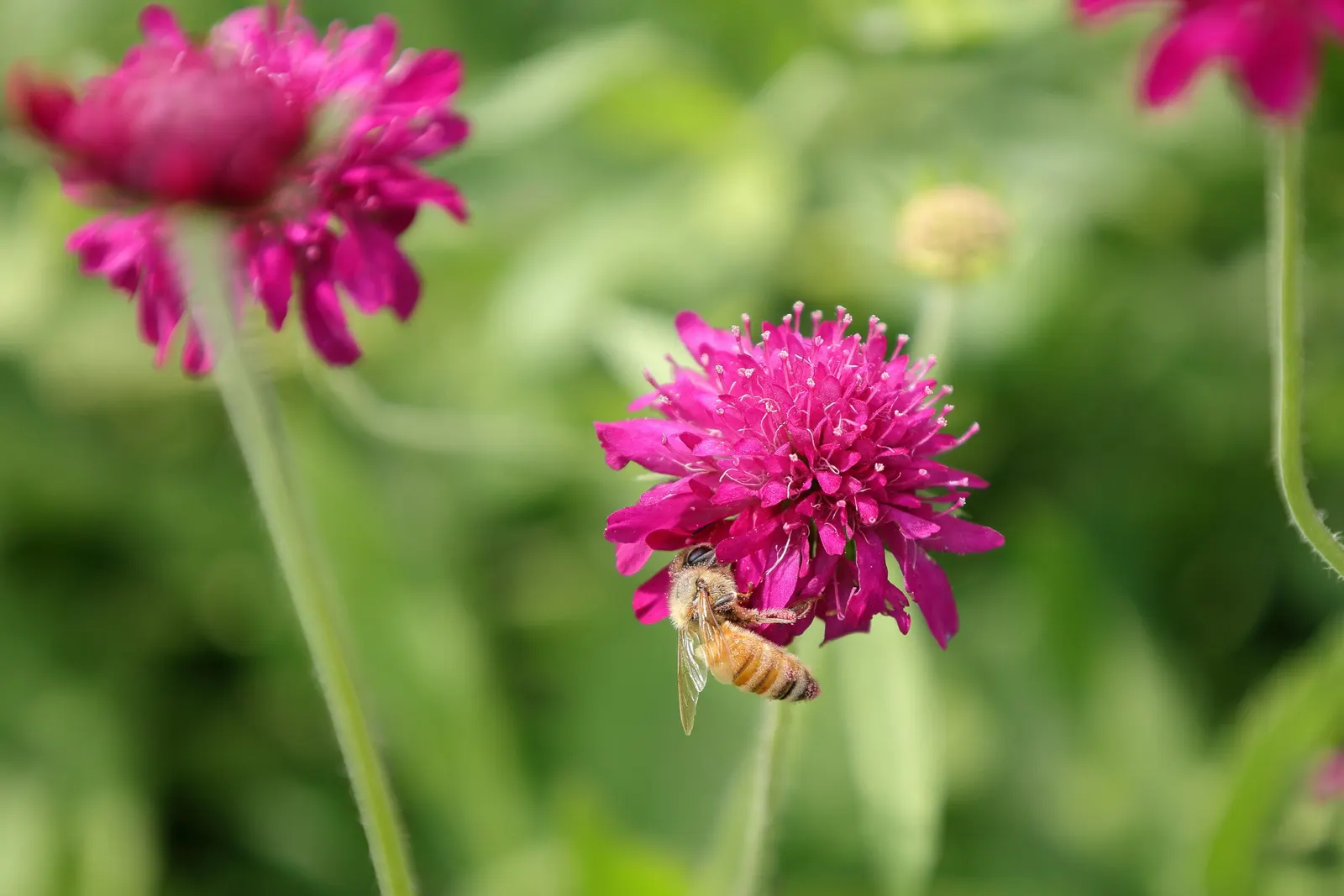 Crimson Scabious (Knautia Macedonica) — perennial with red blooms