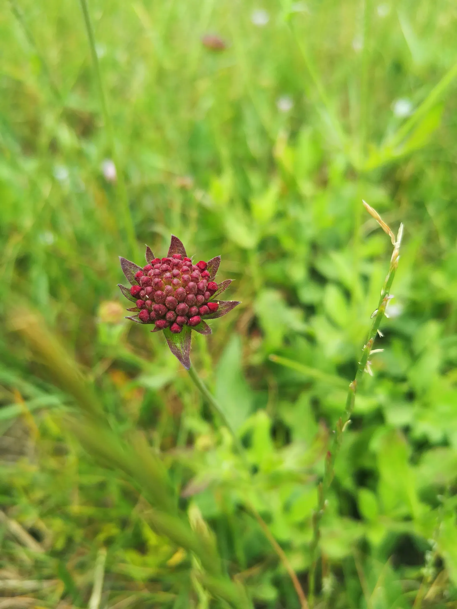 Crimson Scabious (Knautia Macedonica) — commonly referred to as Crimson Scabious