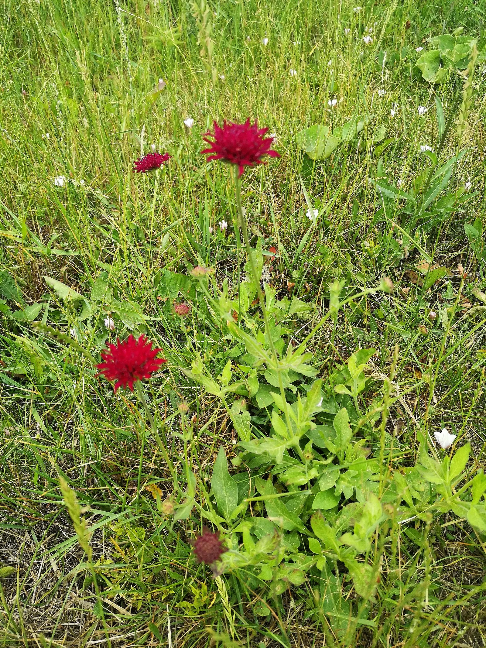 Crimson Scabious (Knautia Macedonica) — offering a continual display of rich