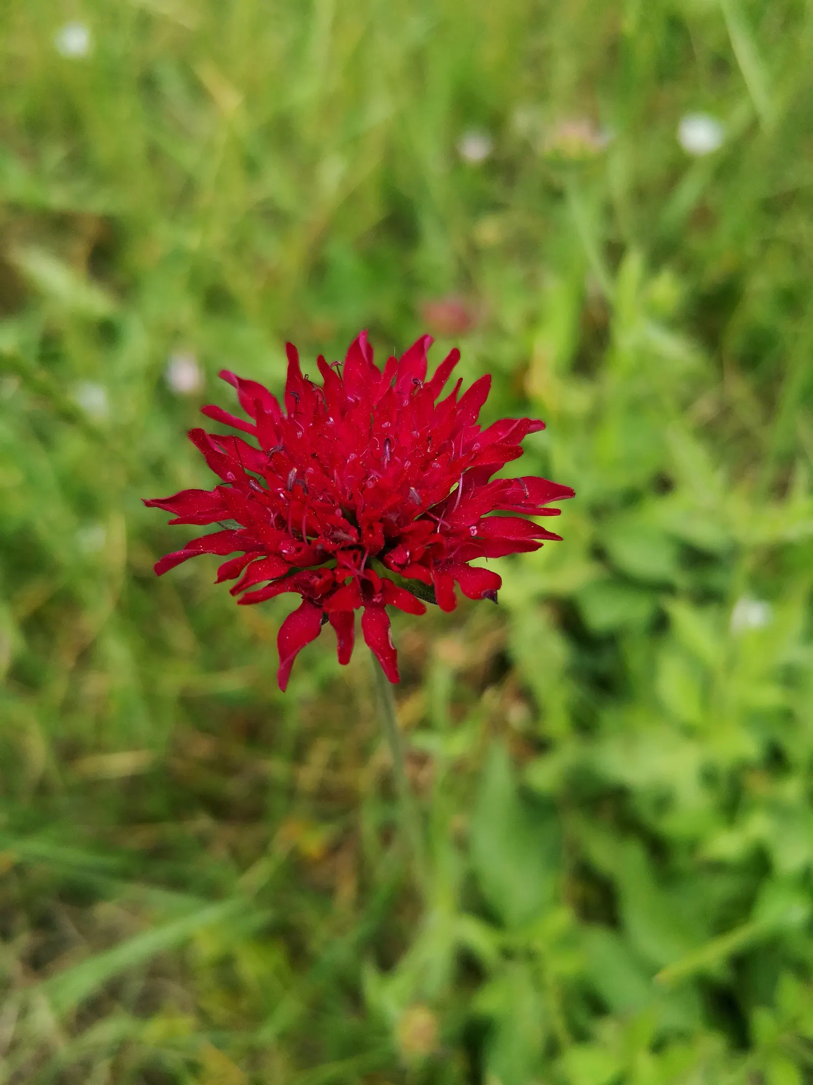 Crimson Scabious (Knautia Macedonica) — lance-shaped green foliage
