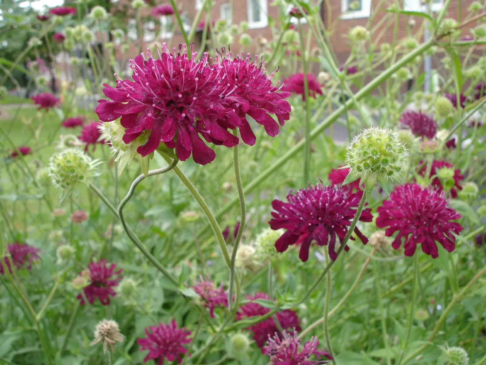 Crimson Scabious (Knautia Macedonica) — while the plant adds texture and vibrant color to borders and wildflower gardens