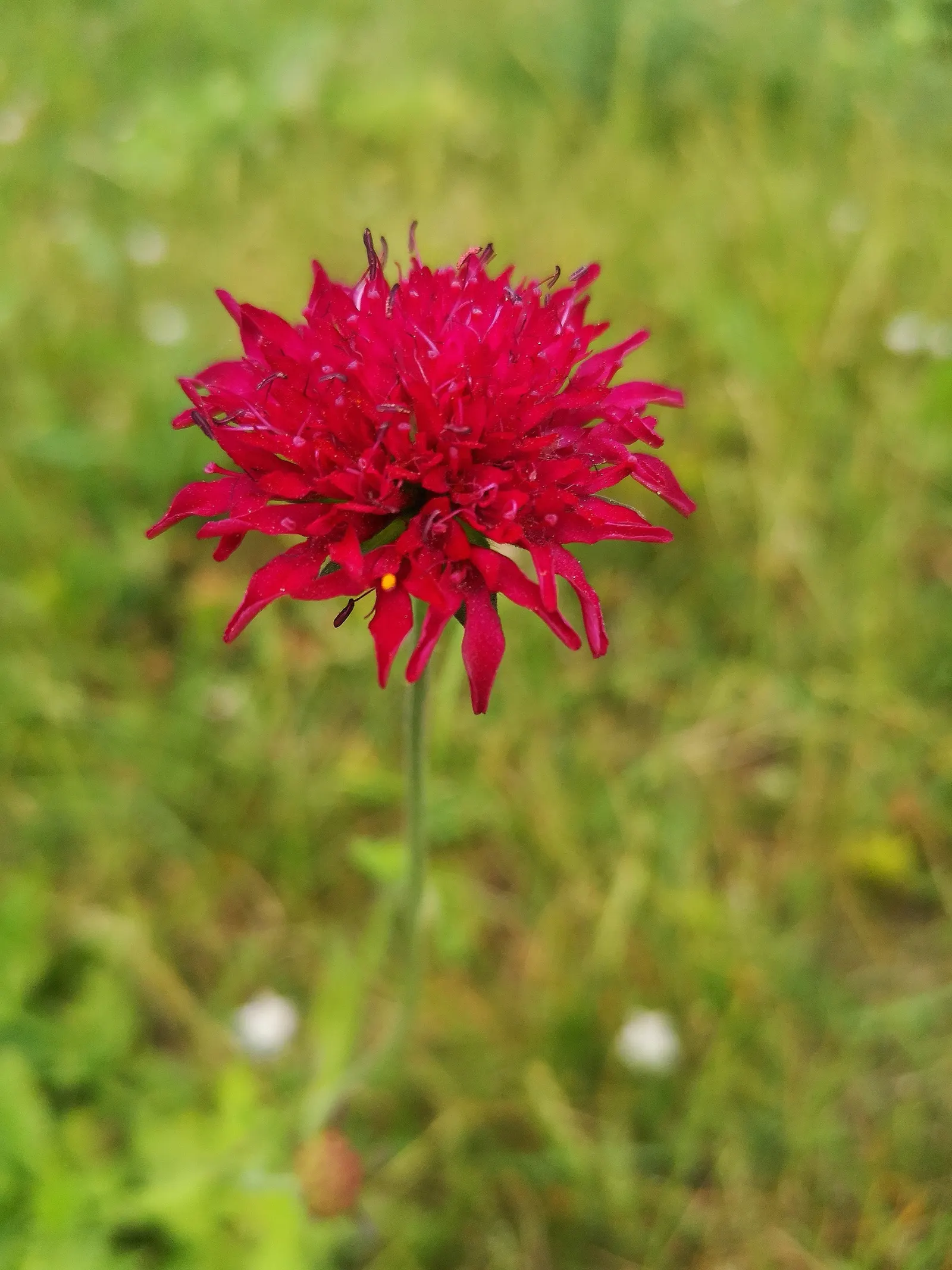 Crimson Scabious (Knautia Macedonica) — is a captivating perennial that adds a touch of whimsy and rustic elegance to any garden landscape