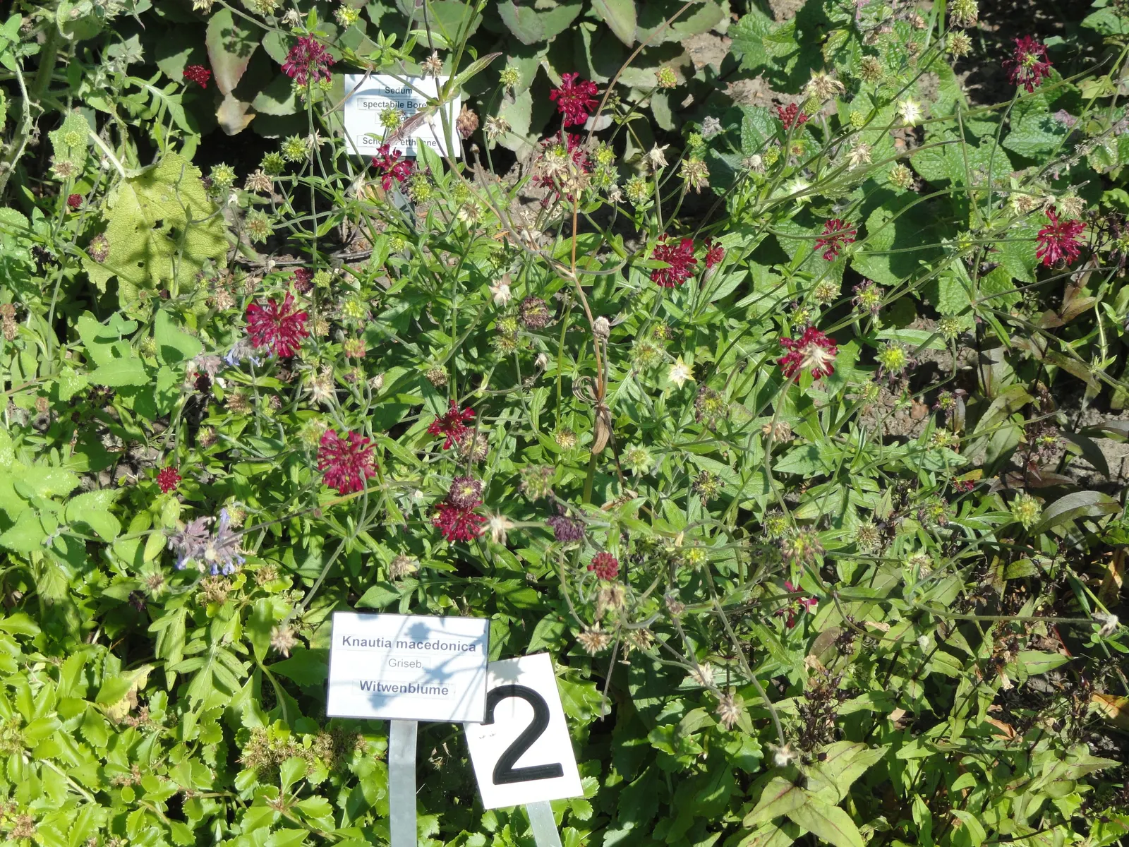 Crimson Scabious (Knautia Macedonica) — perennial for full