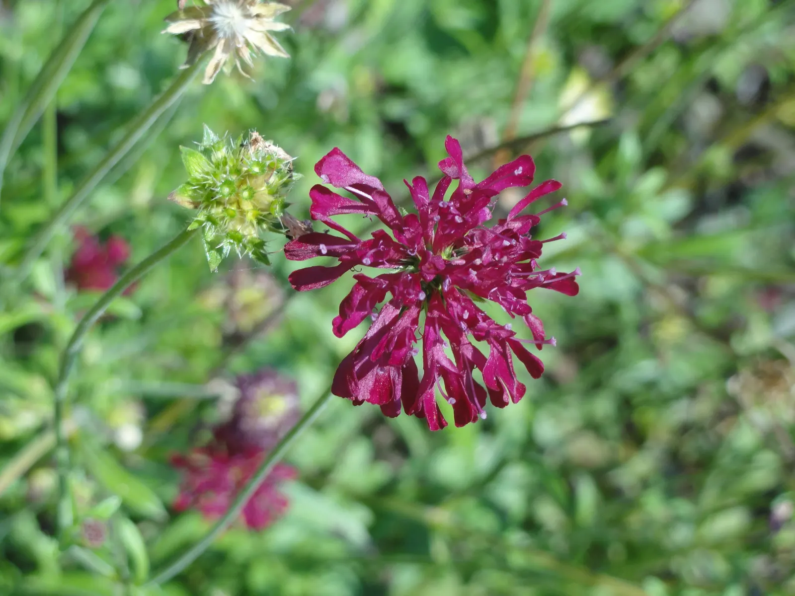 Crimson Scabious (Knautia Macedonica) — this hardy plant thrives in Zones 5-9