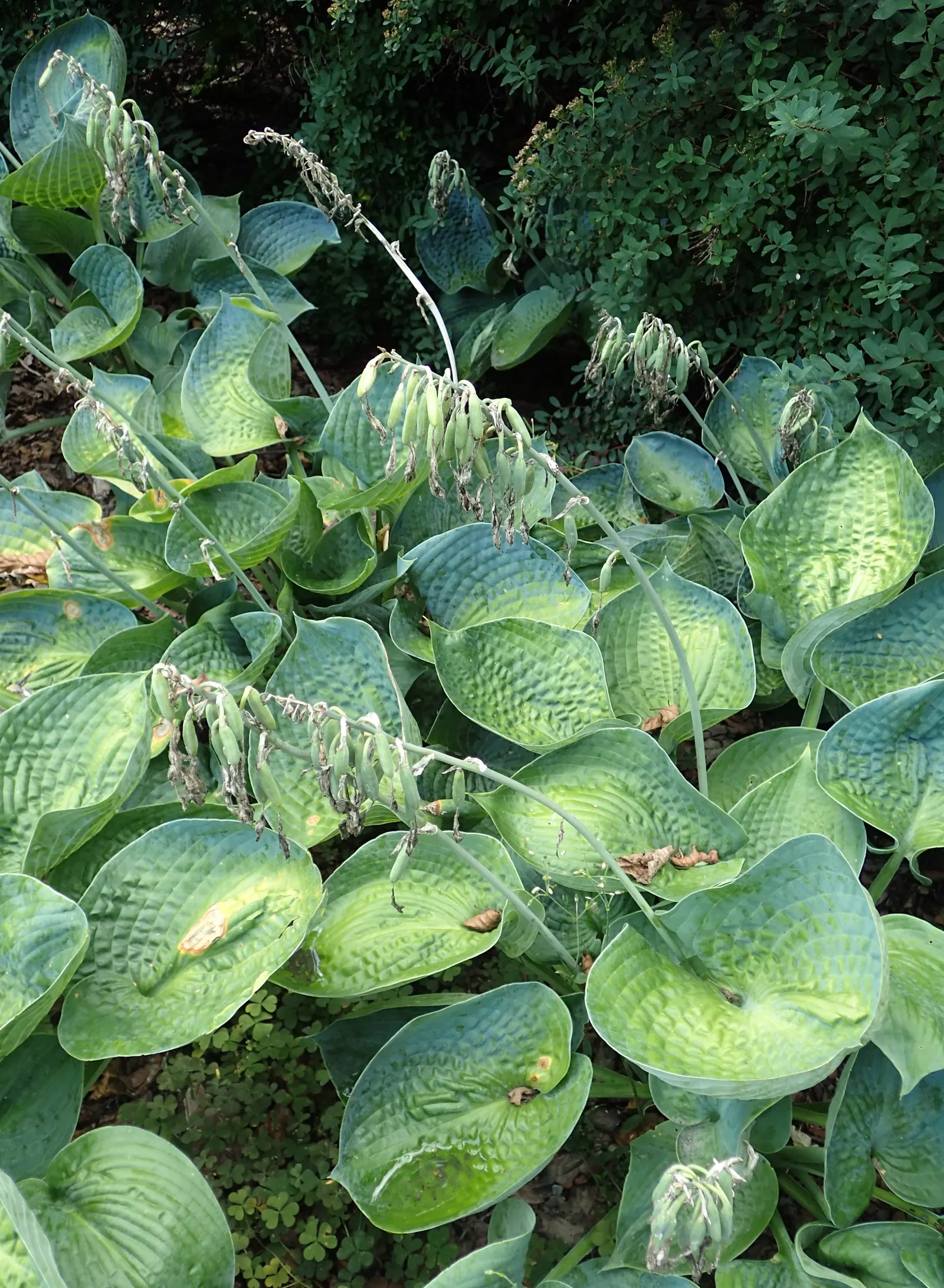 Big Daddy Hosta (Hosta 'Big Daddy') — Its summer bloom of white flowers on 36-inch stalks adds a delicate touch to its bold foliage display