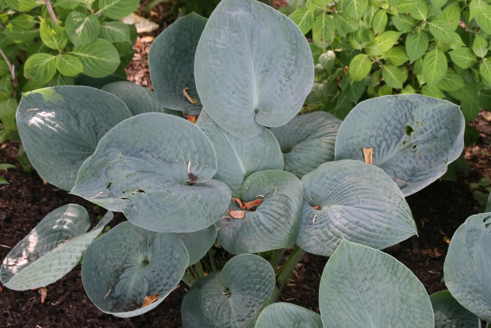 Big Daddy Hosta (Hosta 'Big Daddy') — is a robust perennial boasting cupped
