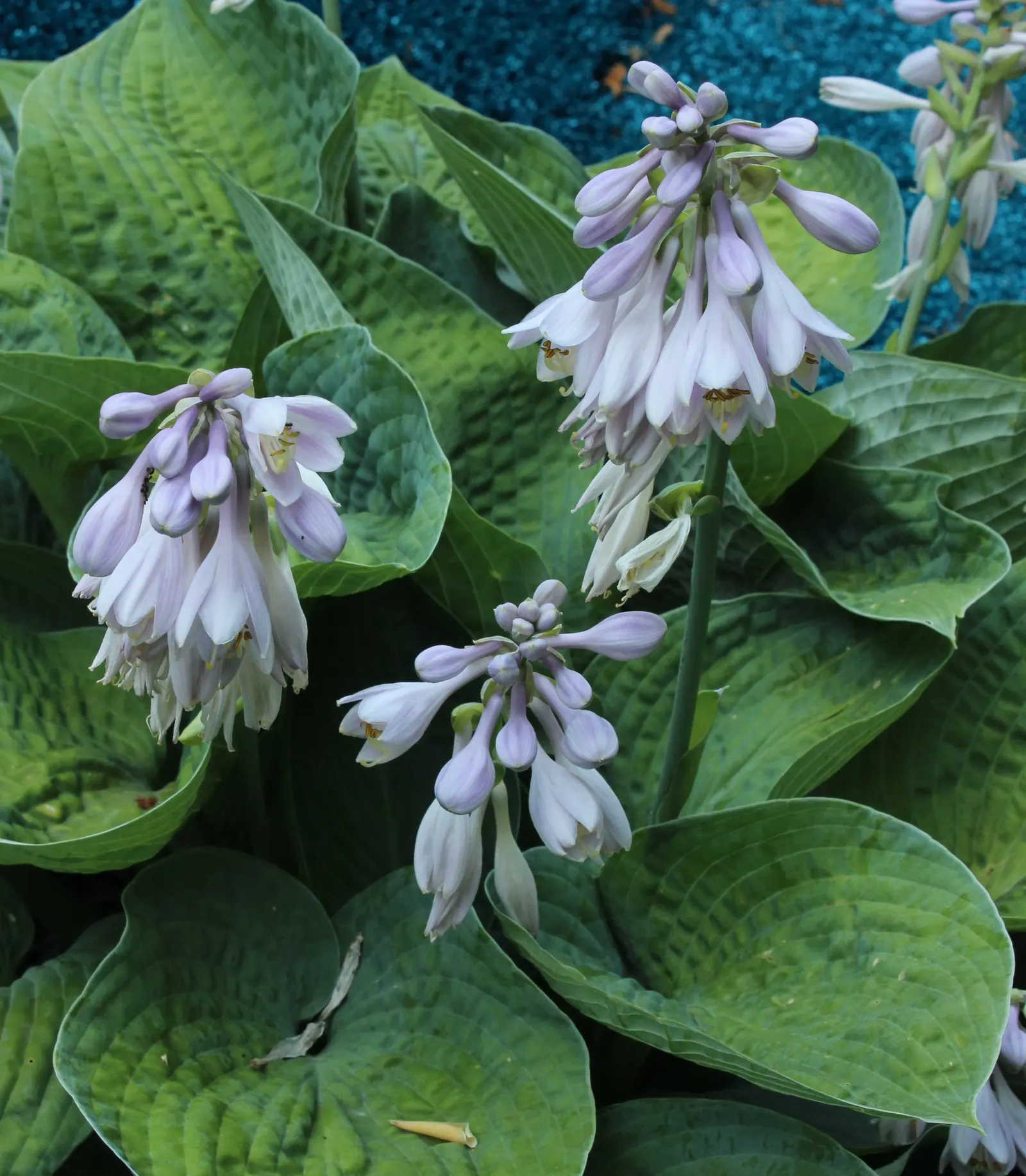 Big Daddy Hosta (Hosta 'Big Daddy') — corrugated blue-green leaves that can span up to 10 inches wide