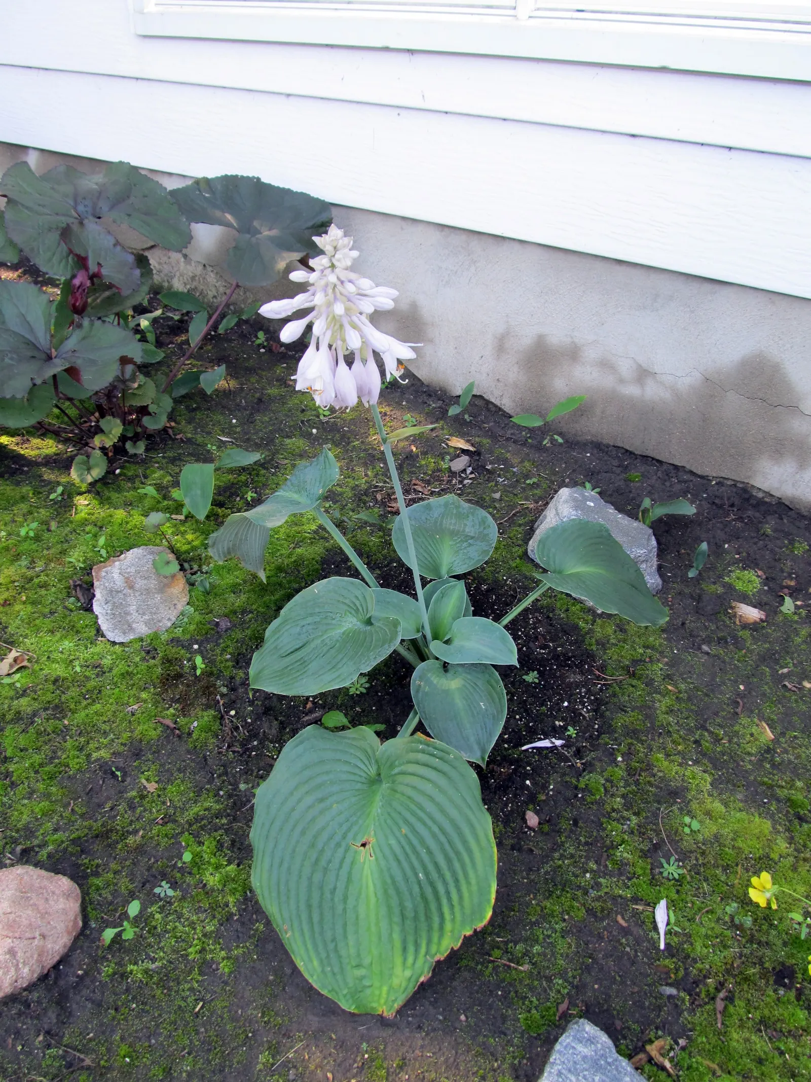 Big Daddy Hosta (Hosta 'Big Daddy') — reaches a mature size of about 25 inches in height and spreads up to 36 inches