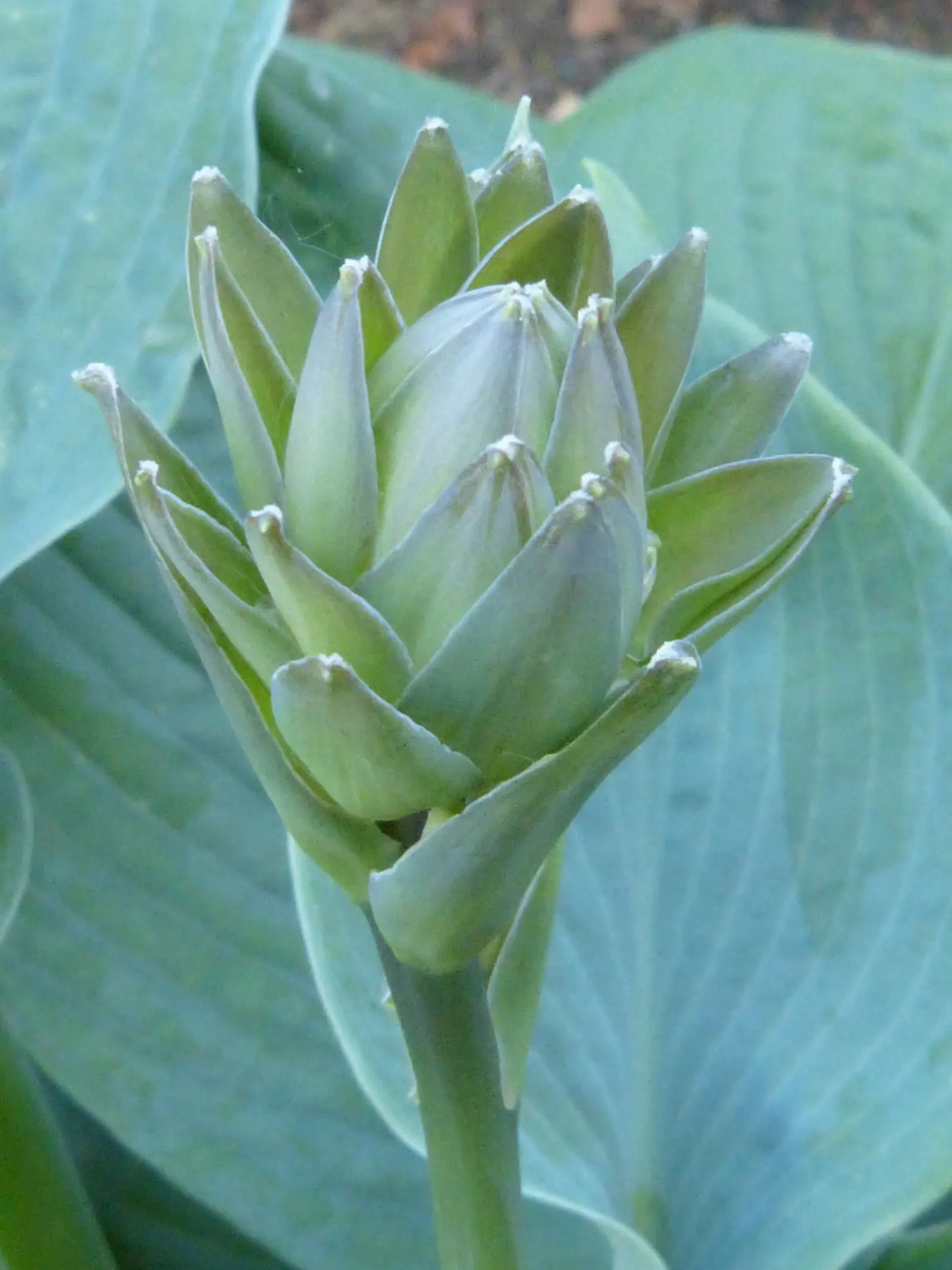 Big Daddy Hosta (Hosta 'Big Daddy') — This shade-tolerant herbaceous plant thrives in zones 3-8