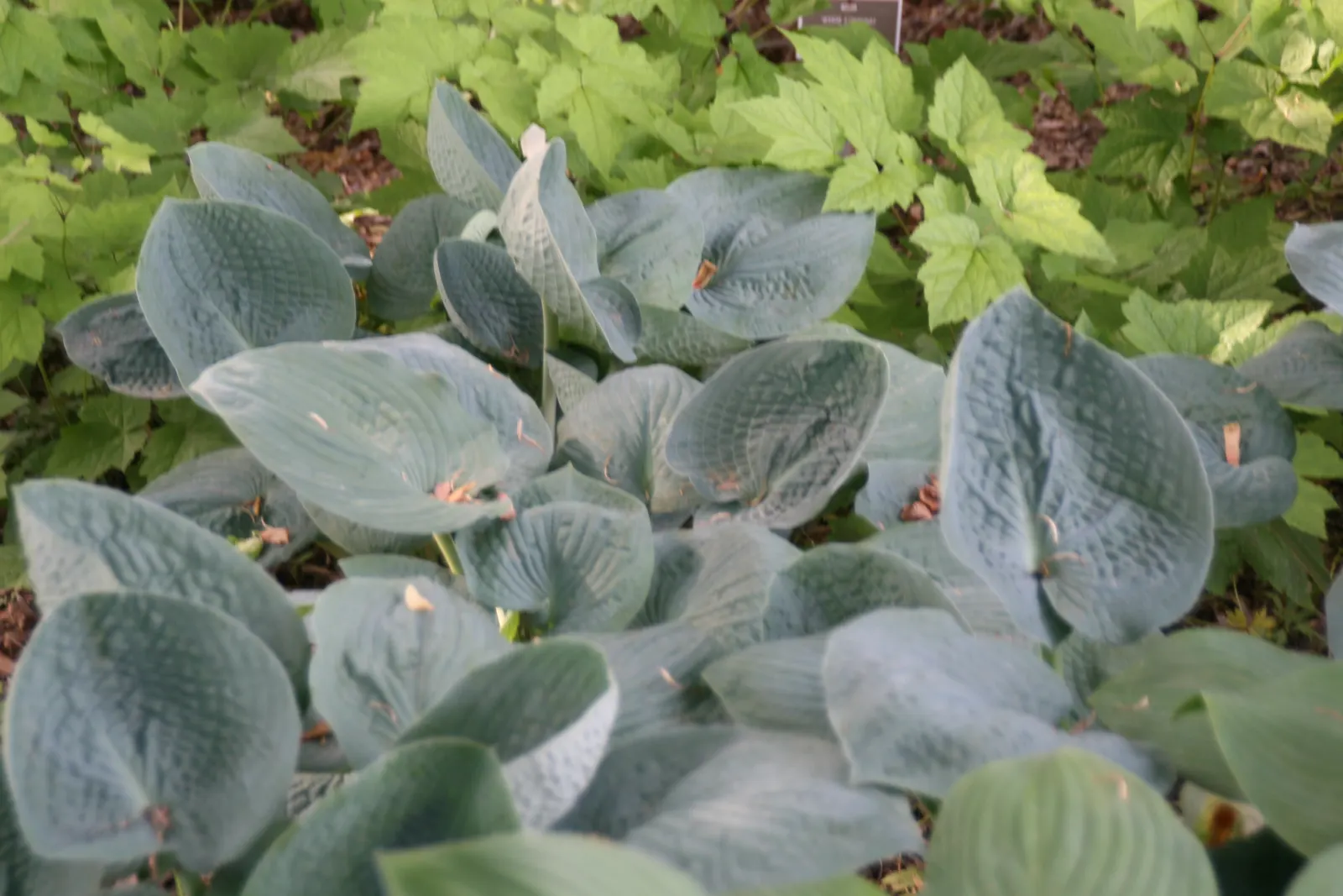 Big Daddy Hosta (Hosta 'Big Daddy') — scientifically known as Hosta 'Big Daddy'