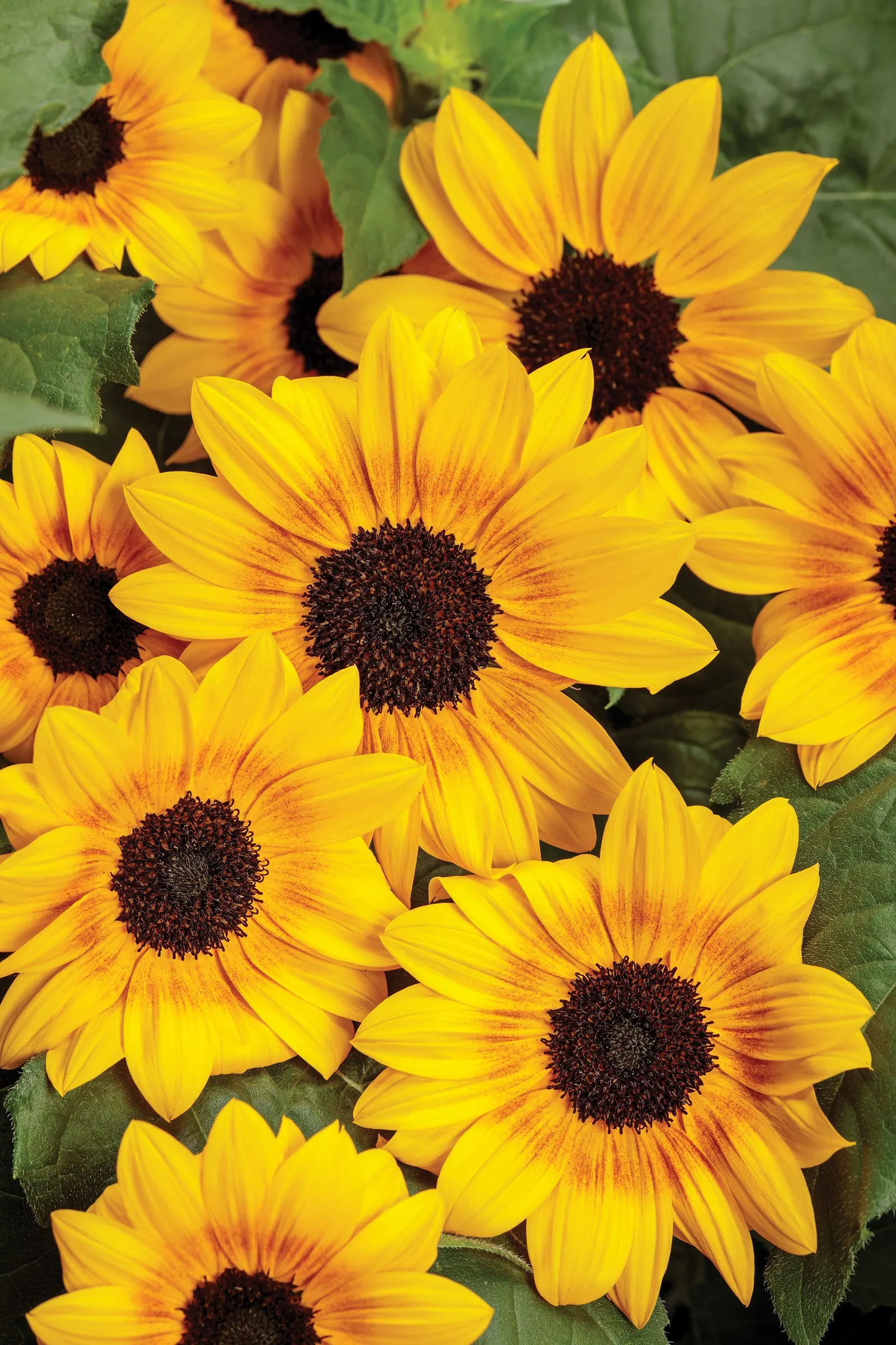 Yellow II sunflower (Helianthus) — information and resources