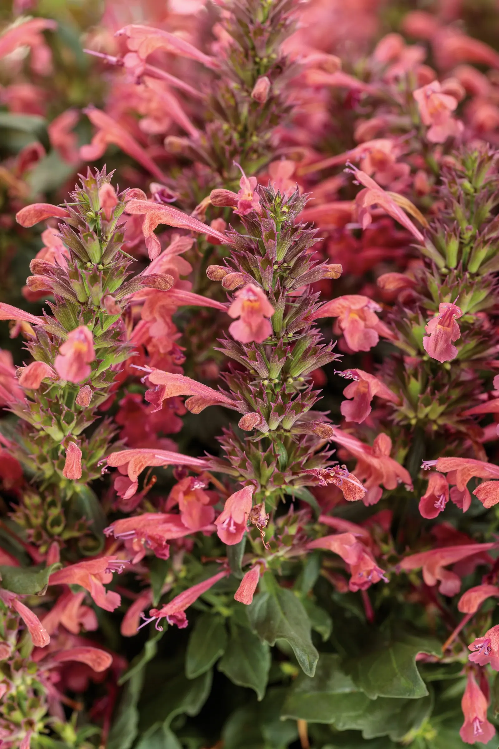 Coral hummingbird mint (Agastache) — Proven Winners - Maestro® Coral - hummingbird mint - Agastache orange coral plant details