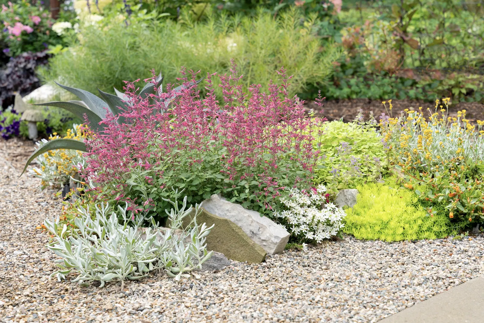 Coral hummingbird mint (Agastache) — If planting in containers