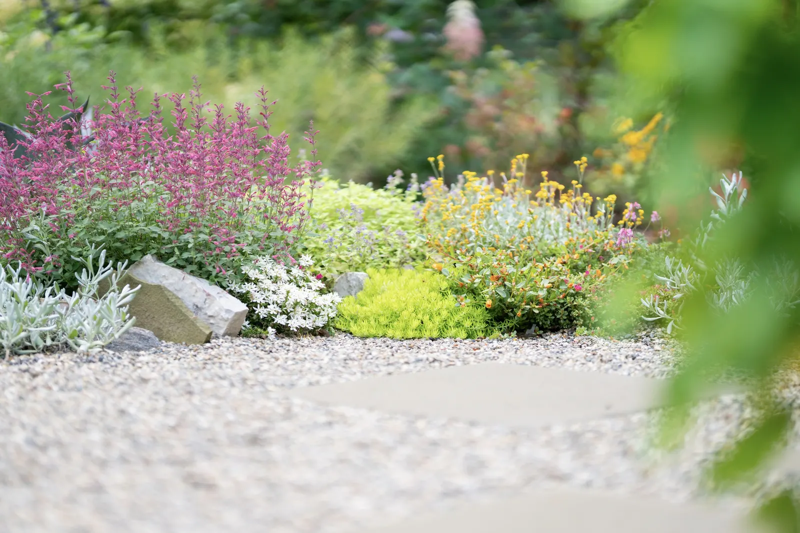 Coral hummingbird mint (Agastache) — Avoid planting these plants where they will have wet feet