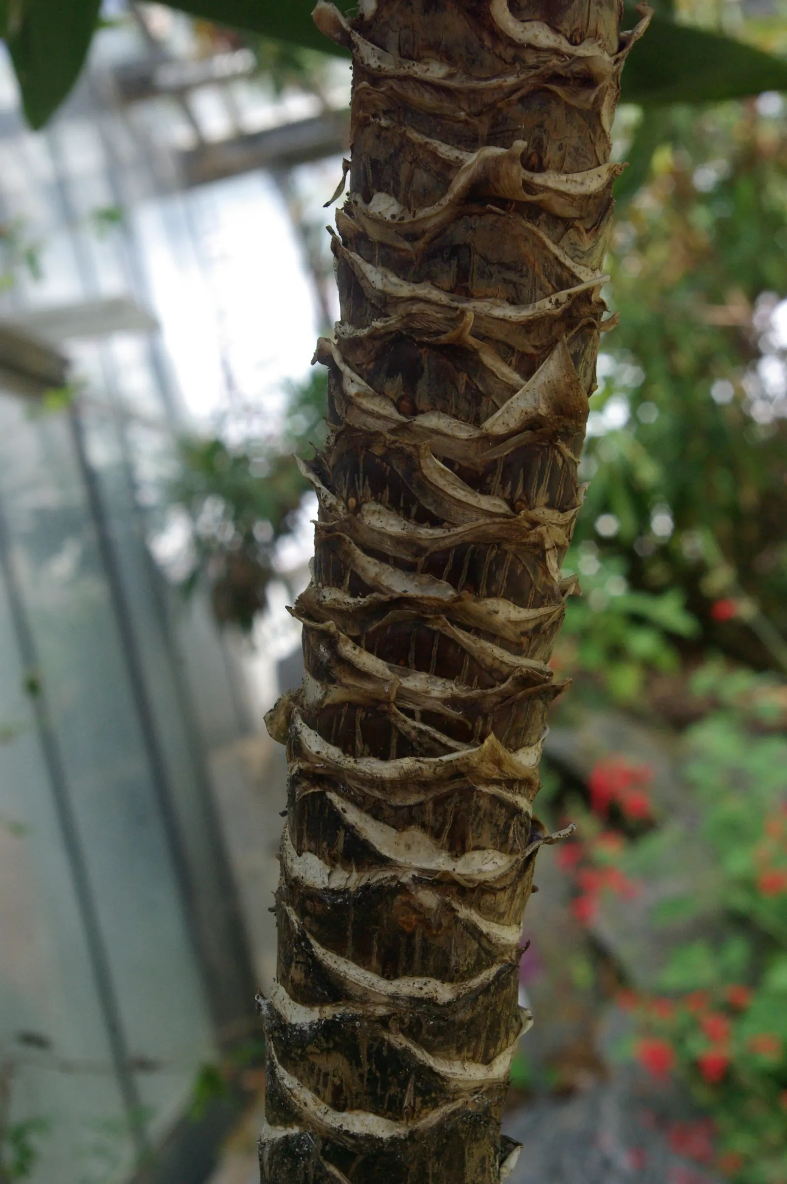 Bauer's Dracaena (Cordyline Baueri) — Perfect for statement plantings in mixed borders or as a solo specimen