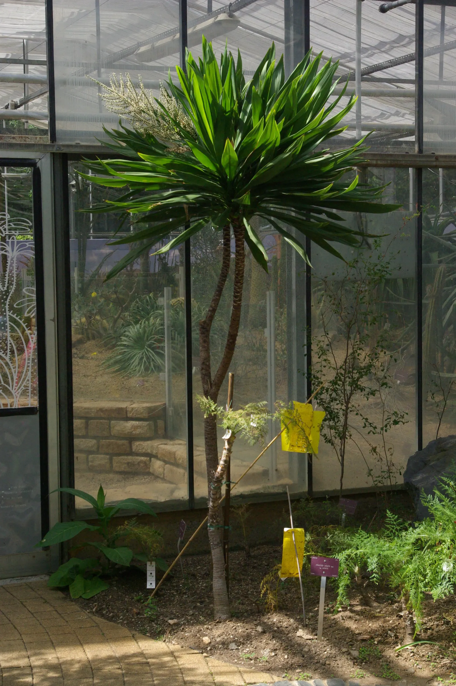 Bauer's Dracaena (Cordyline Baueri) — is a stunning and vibrant addition to any garden landscape