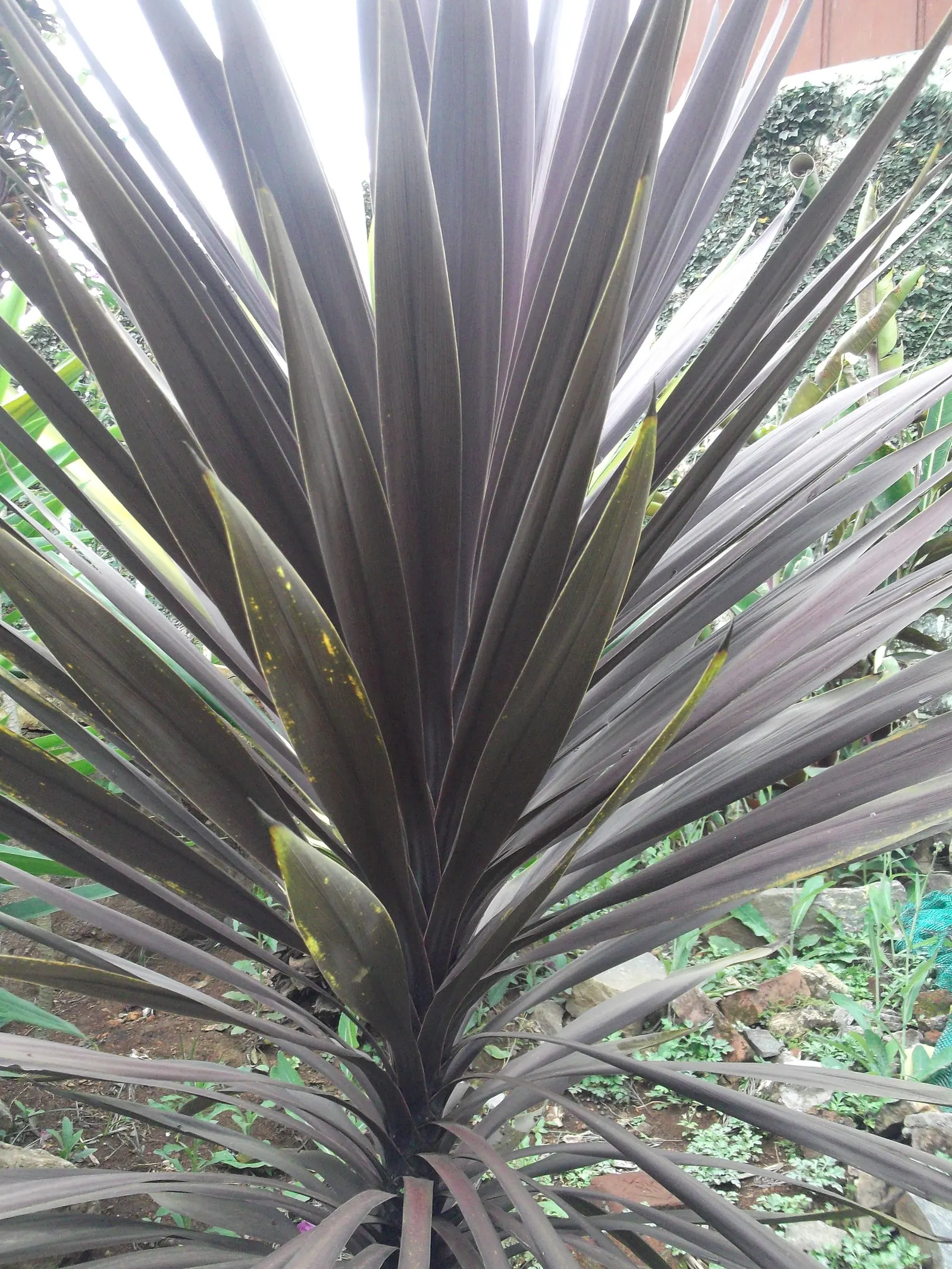 Bauer's Dracaena (Cordyline Baueri) — Drought-resistant once established, it requires well-drained soil