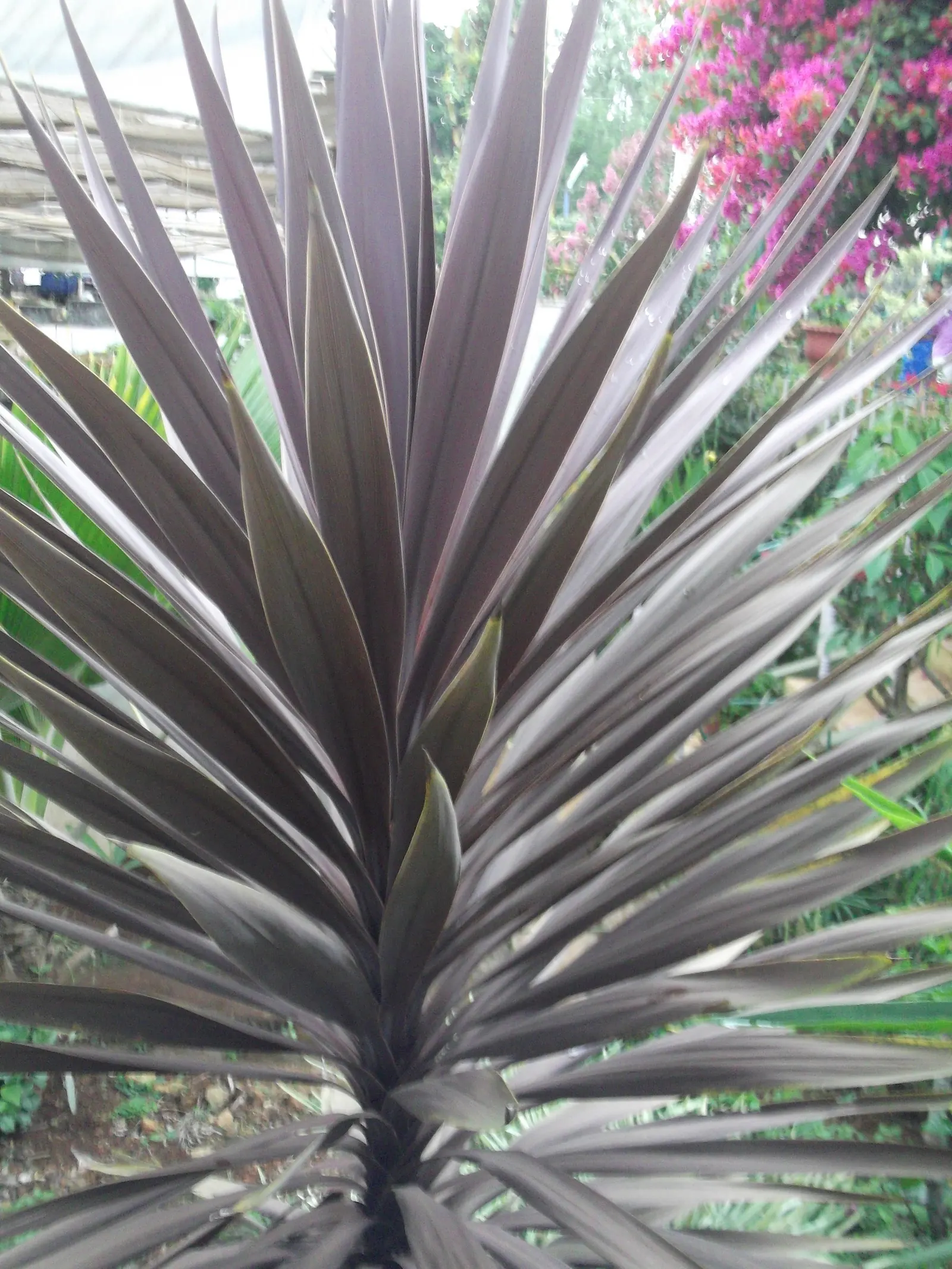 Bauer's Dracaena (Cordyline Baueri) — ideal for adding vertical interest and tropical charm