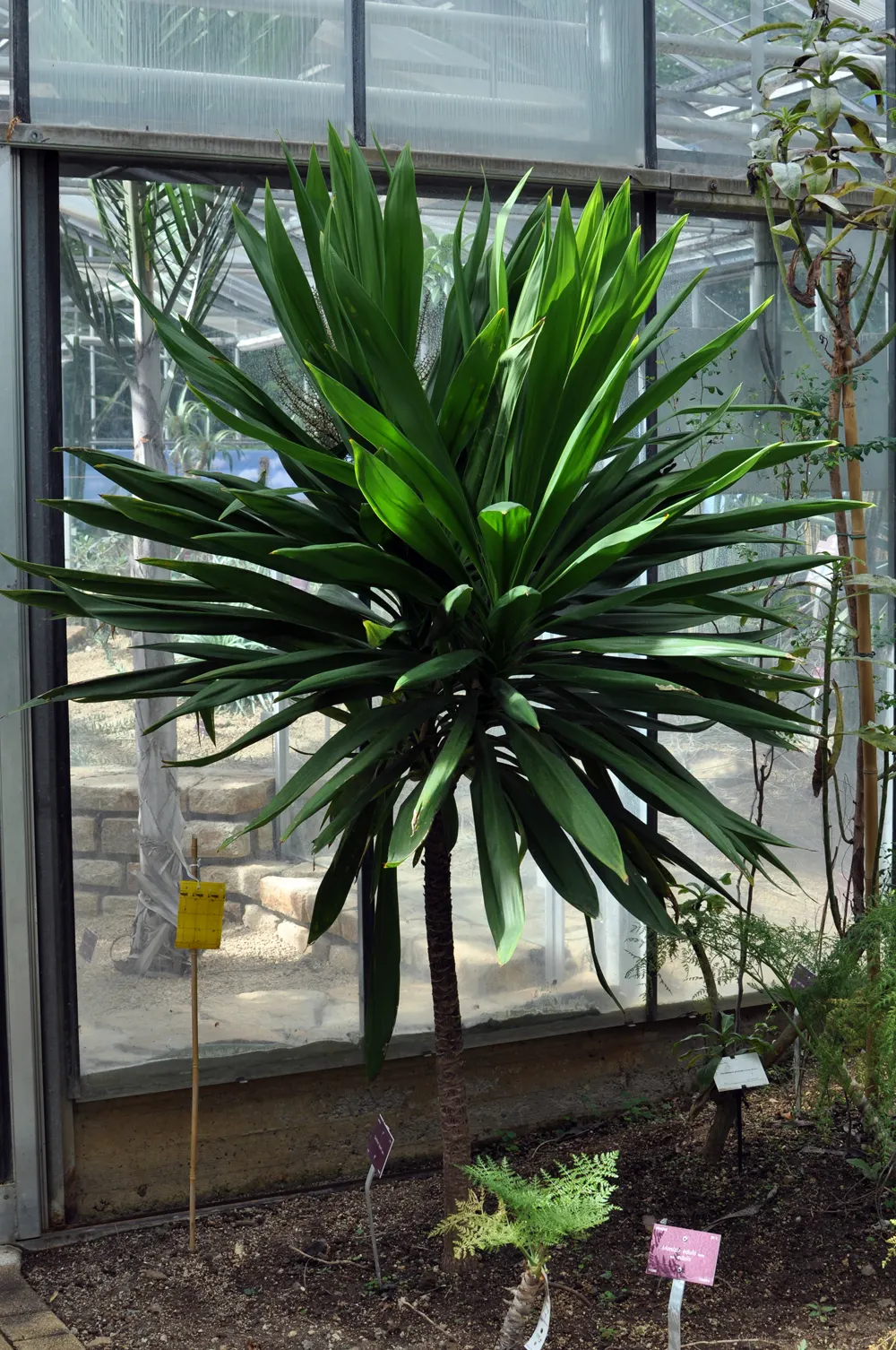 Bauer's Dracaena (Cordyline Baueri) — Prefers full sun to partial shade