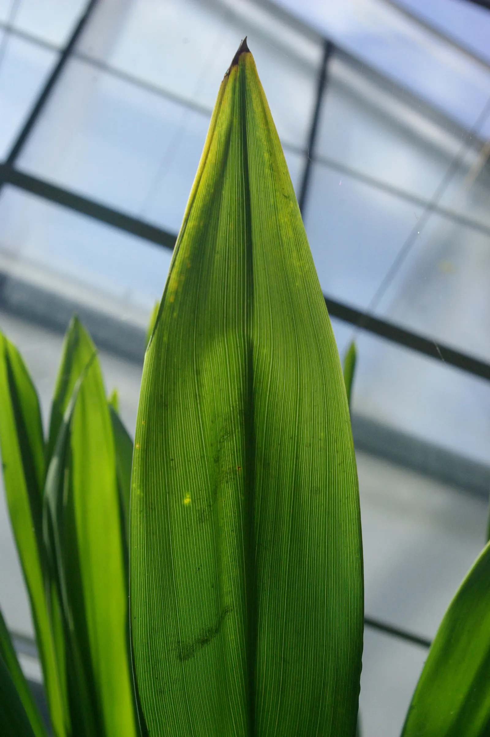 Bauer's Dracaena (Cordyline Baueri) — also recognized as Cordyline baueri