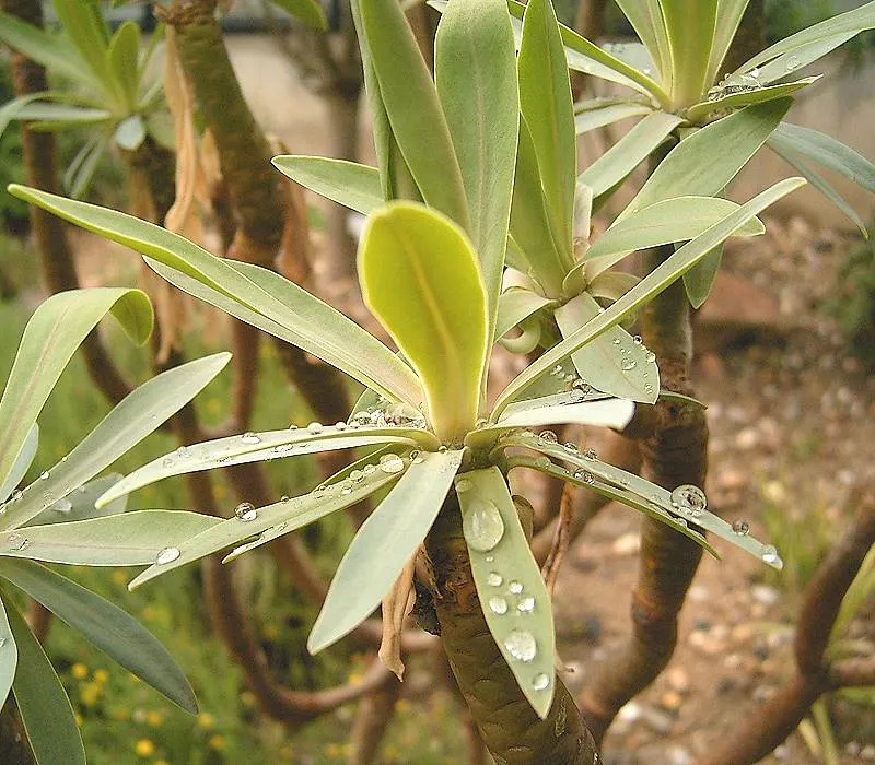 Tabaiba Majorera (Euphorbia Atropurpurea) — perennial for full or half; or contemporary landscapes