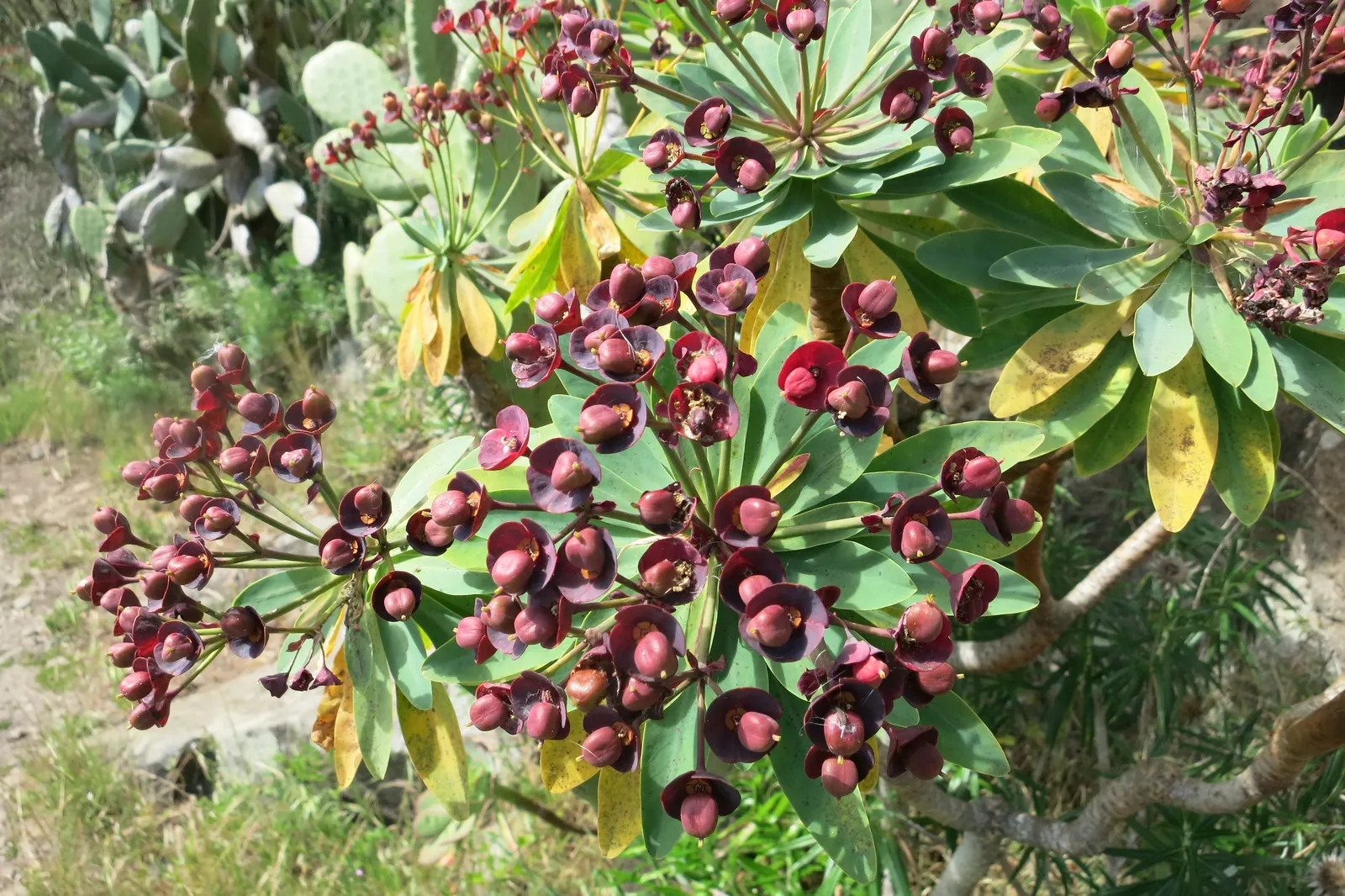 Tabaiba Majorera (Euphorbia Atropurpurea) — it is well-suited for xeriscaping or landscape designs aiming to reduce water usage