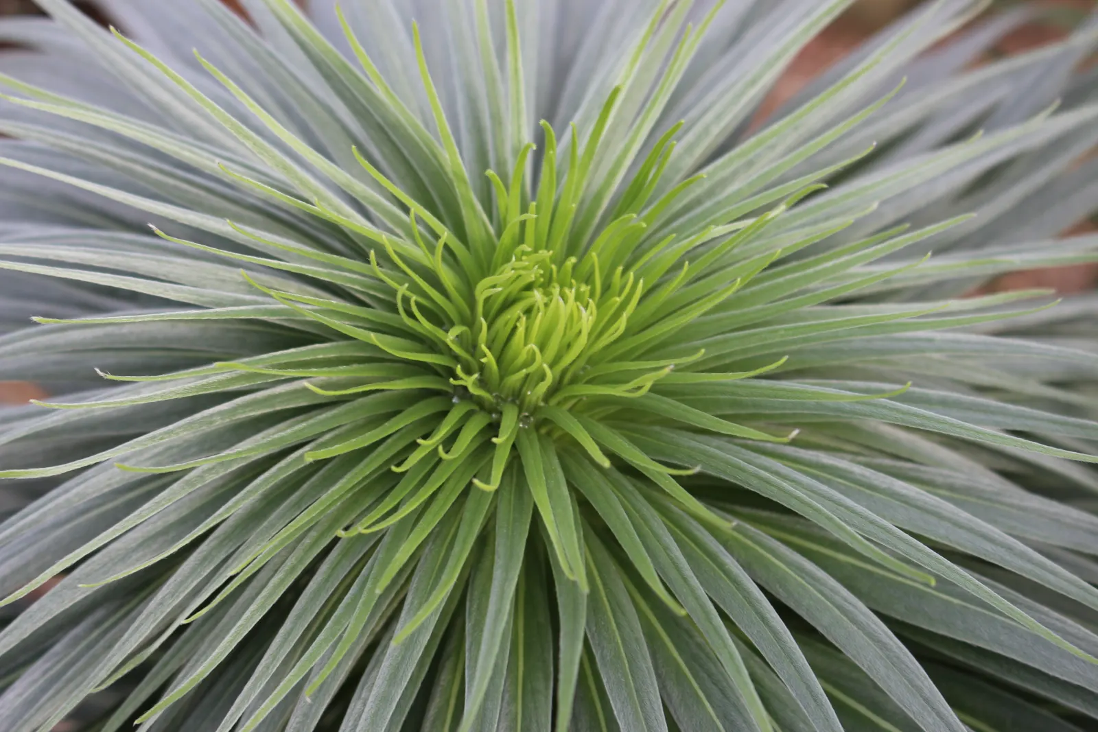 Tabaiba Majorera (Euphorbia Atropurpurea) — it produces cylindrical inflorescences of tiny red or purplish flowers