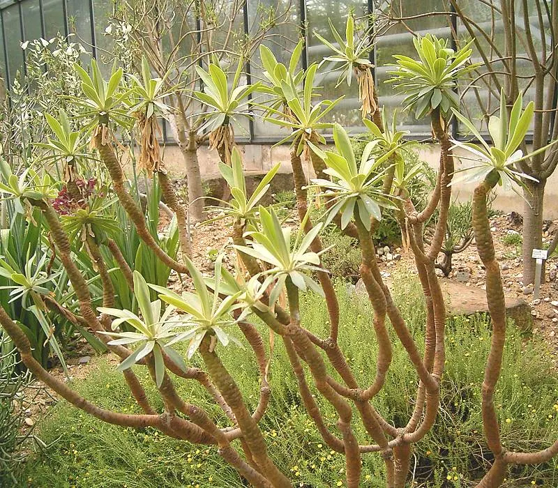 Tabaiba Majorera (Euphorbia Atropurpurea) — Its pronounced form and color can be used to create dramatic visual effects in rock gardens; typically requiring