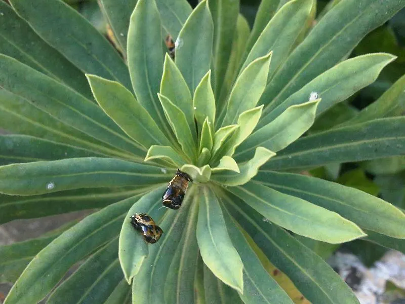 Tabaiba Majorera (Euphorbia Atropurpurea) — making it an asset for water-wise gardens.<br><br>For maximum impact in the landscape
