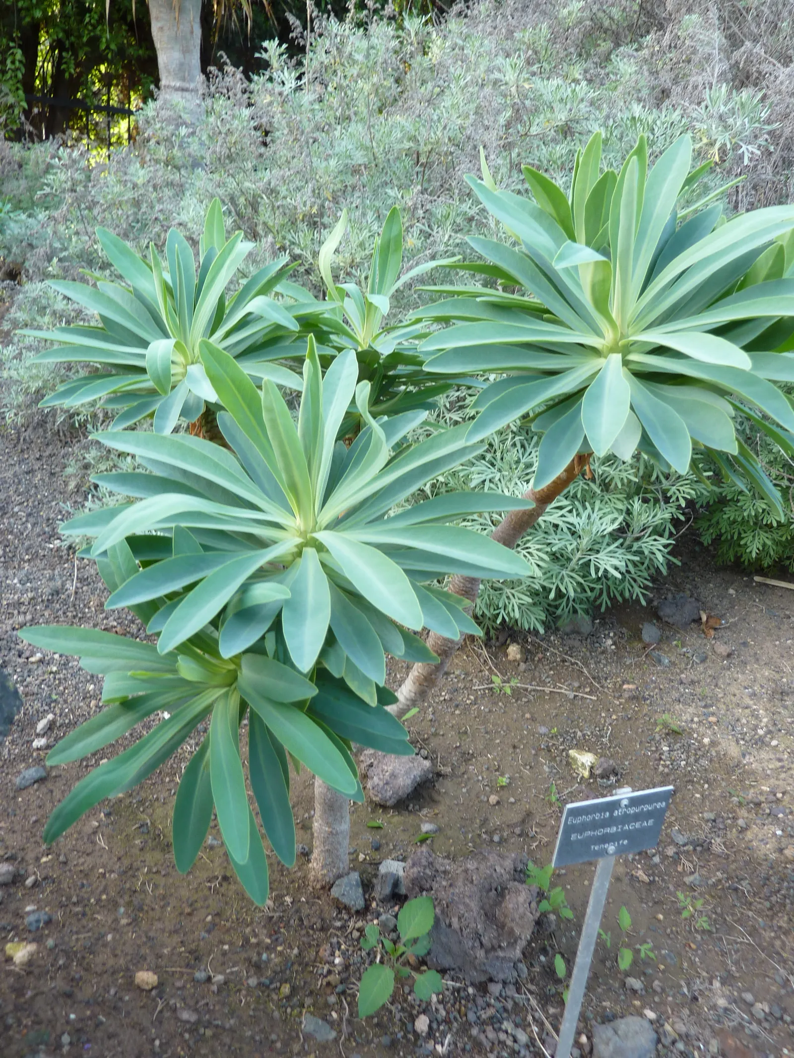 Tabaiba Majorera (Euphorbia Atropurpurea) — the Tabaiba Majorera contains a toxic white latex sap; adding a touch of color and interest.<br><br>As with other
