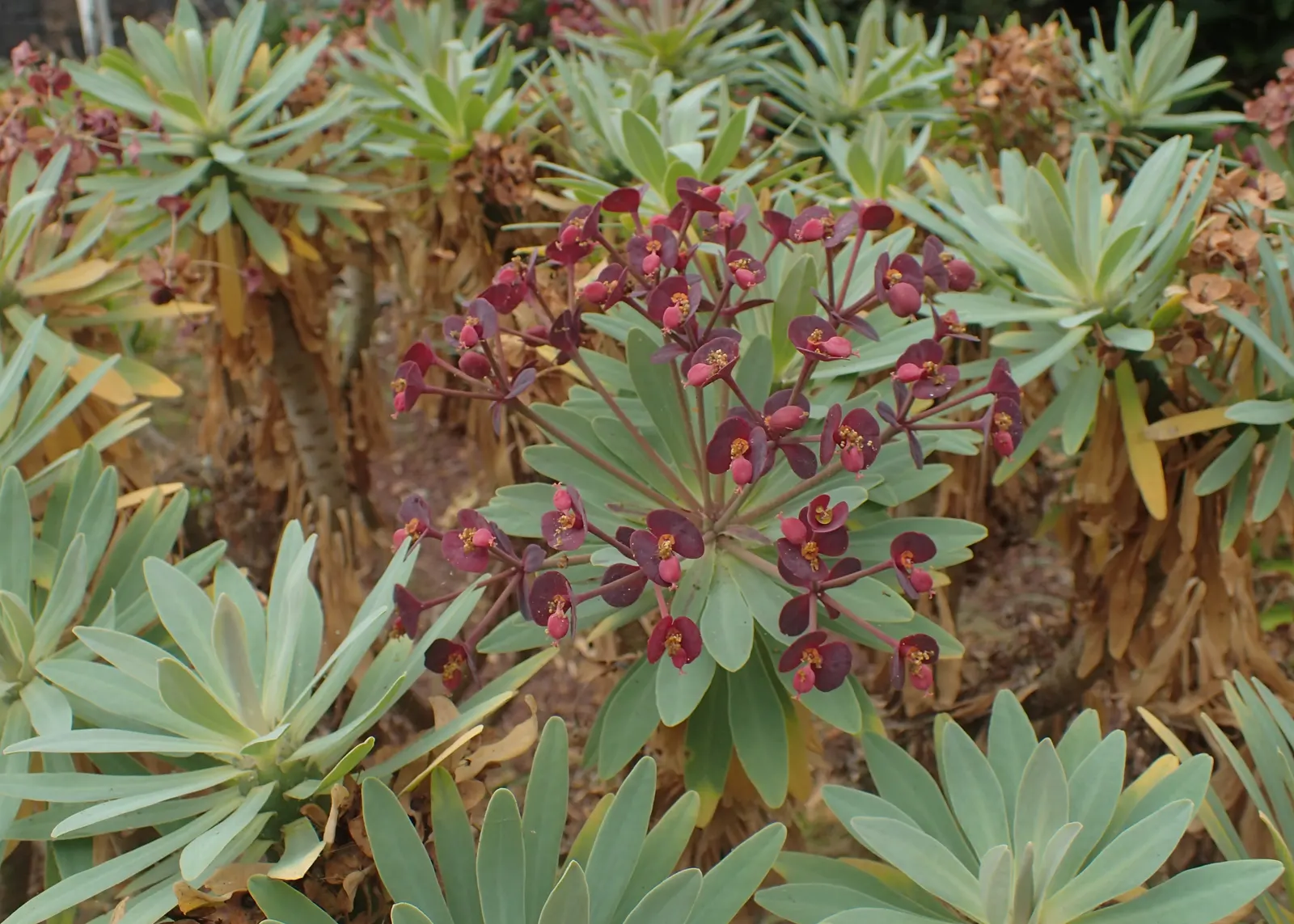 Tabaiba Majorera (Euphorbia Atropurpurea) — This drought-tolerant plant thrives in well-drained soil and full sun; perennial for full or half