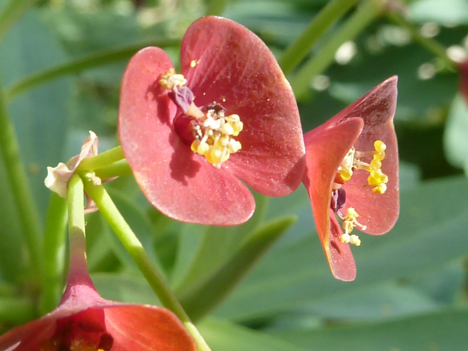 Tabaiba Majorera (Euphorbia Atropurpurea) — It typically reaches heights of 3 to 5 feet and spreads equally as wide