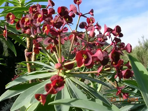 Tabaiba Majorera (Euphorbia Atropurpurea) — making it an asset for water-wise gardens.<br><br>For maximum impact in the landscape; the foliage provides a stark