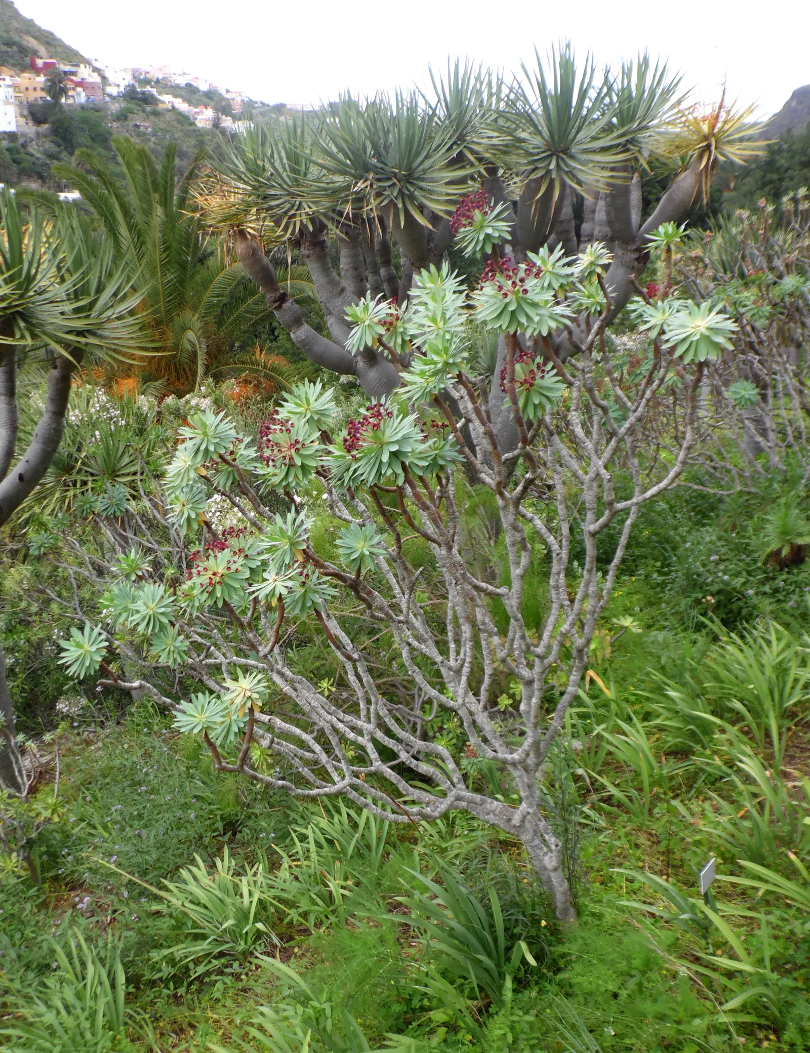 Tabaiba Majorera (Euphorbia Atropurpurea) — It boasts an erect and branching form, reaching up to 6-8 feet tall with a similar spread; spoon-shaped, image 52