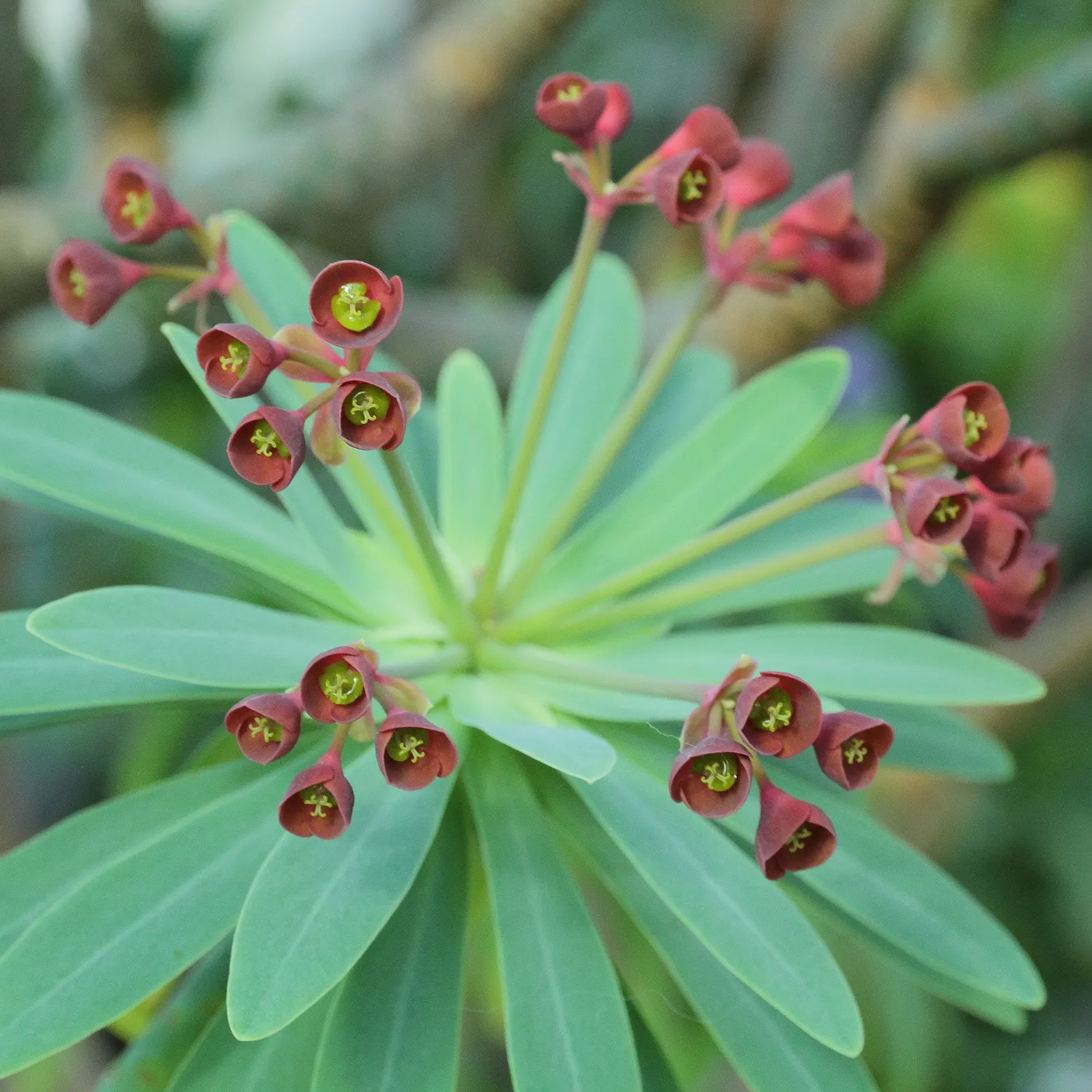 Tabaiba Majorera (Euphorbia Atropurpurea) — typically requiring only minimal supplemental watering once established