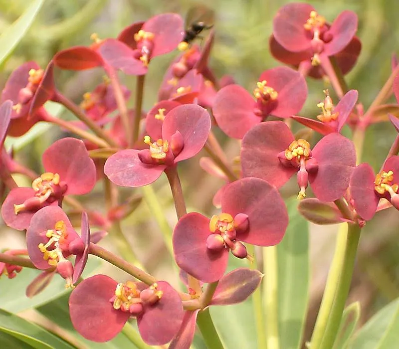Tabaiba Majorera (Euphorbia Atropurpurea) — It typically reaches heights of 3 to 5 feet and spreads equally as wide; the Tabaiba Majorera contains a toxic