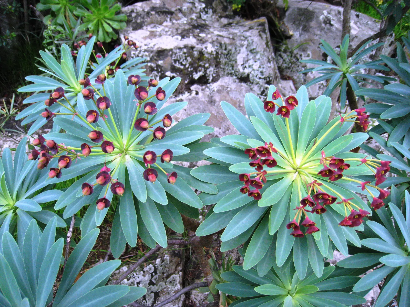 Tabaiba Majorera (Euphorbia Atropurpurea) — spoon-shaped leaves that cluster at the apexes; perennial with green and multi-colored and red blooms