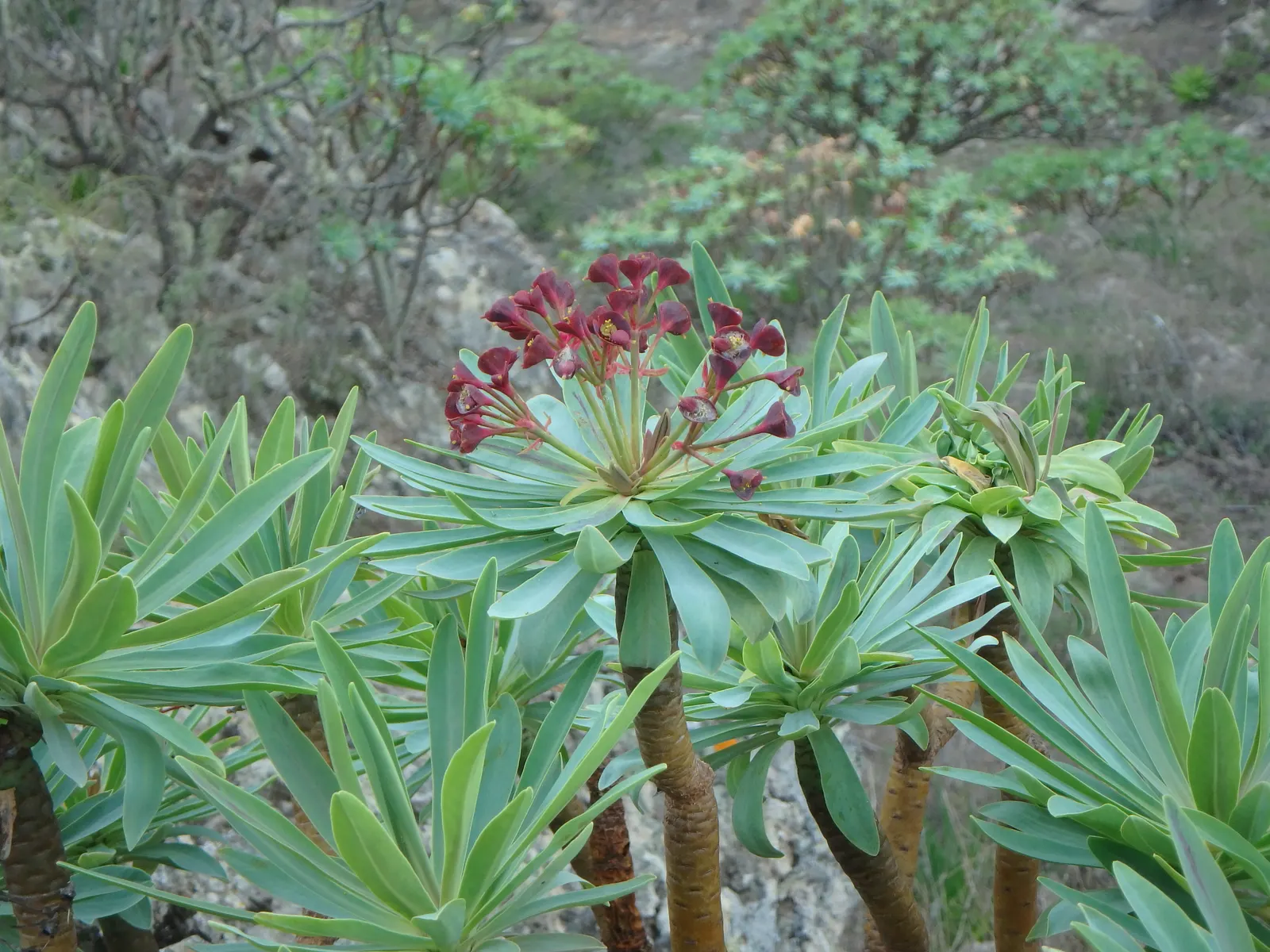 Tabaiba Majorera (Euphorbia Atropurpurea) — typically requiring only minimal supplemental watering once established; requiring minimal maintenance in USDA