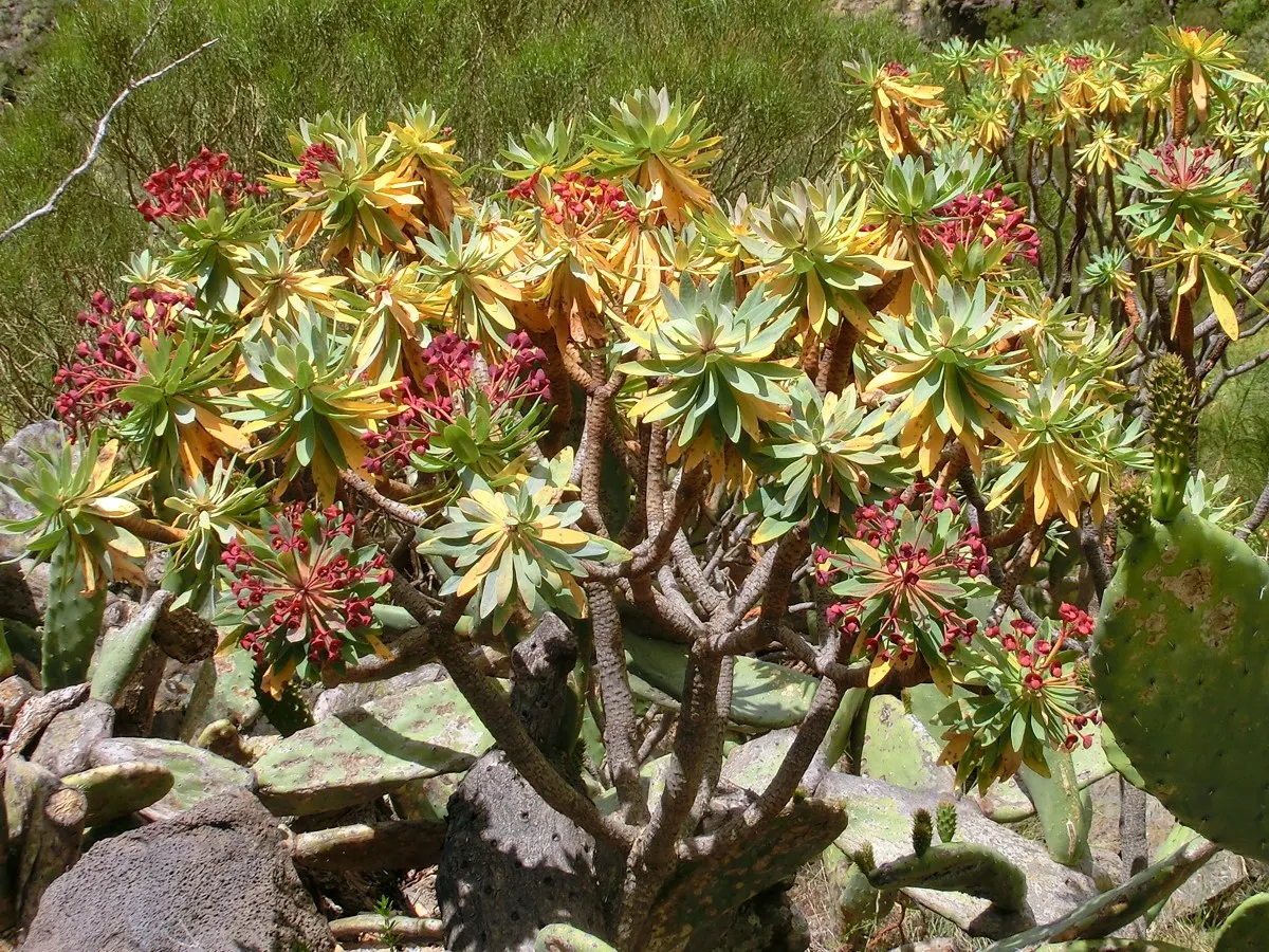 Tabaiba Majorera (Euphorbia Atropurpurea) — adding a touch of color and interest.<br><br>As with other Euphorbia species; it is well-suited for xeriscaping or