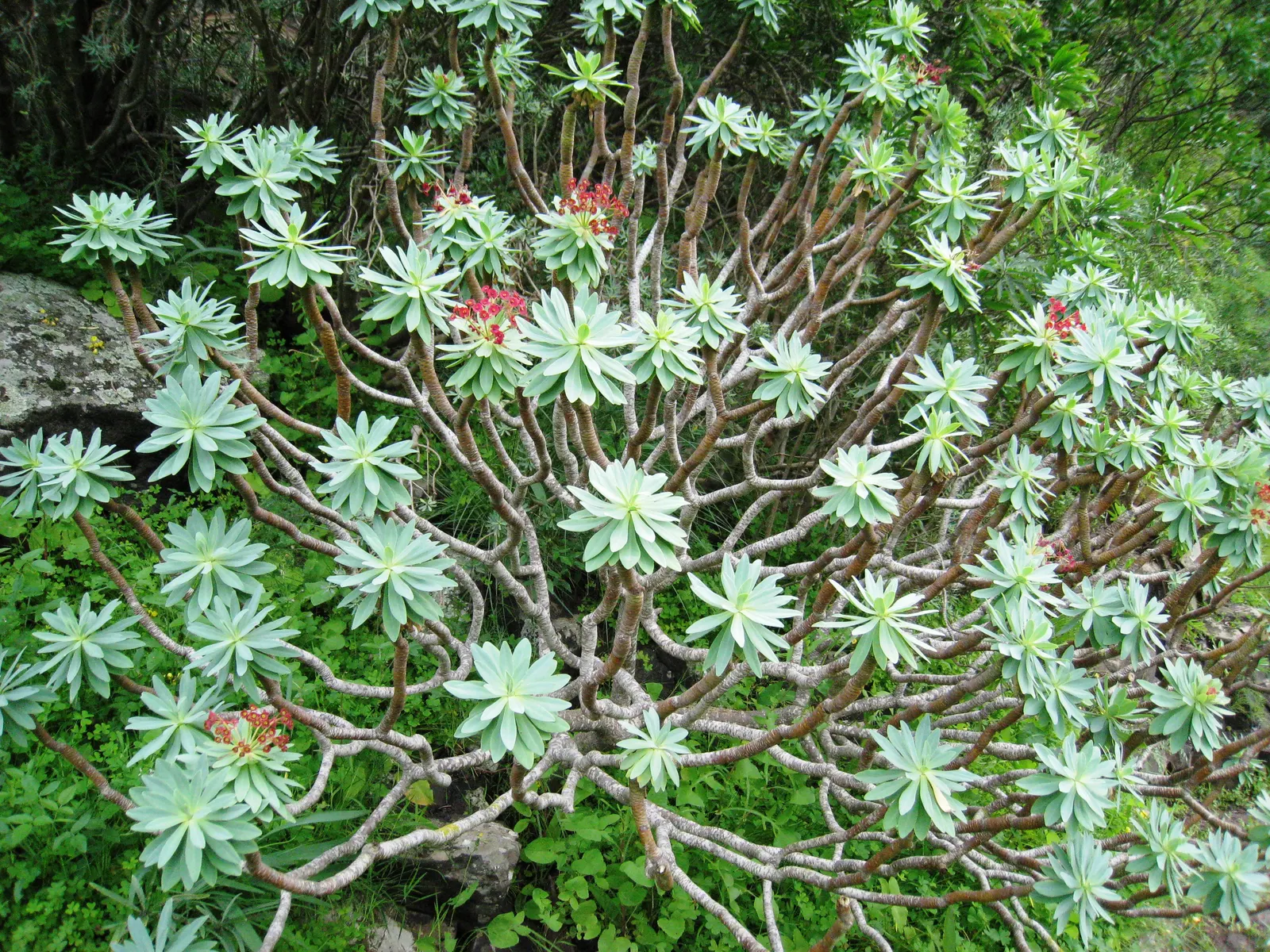 Tabaiba Majorera (Euphorbia Atropurpurea) — is a distinctive succulent shrub endemic to the Canary Islands; its pronounced form and color can be used to create