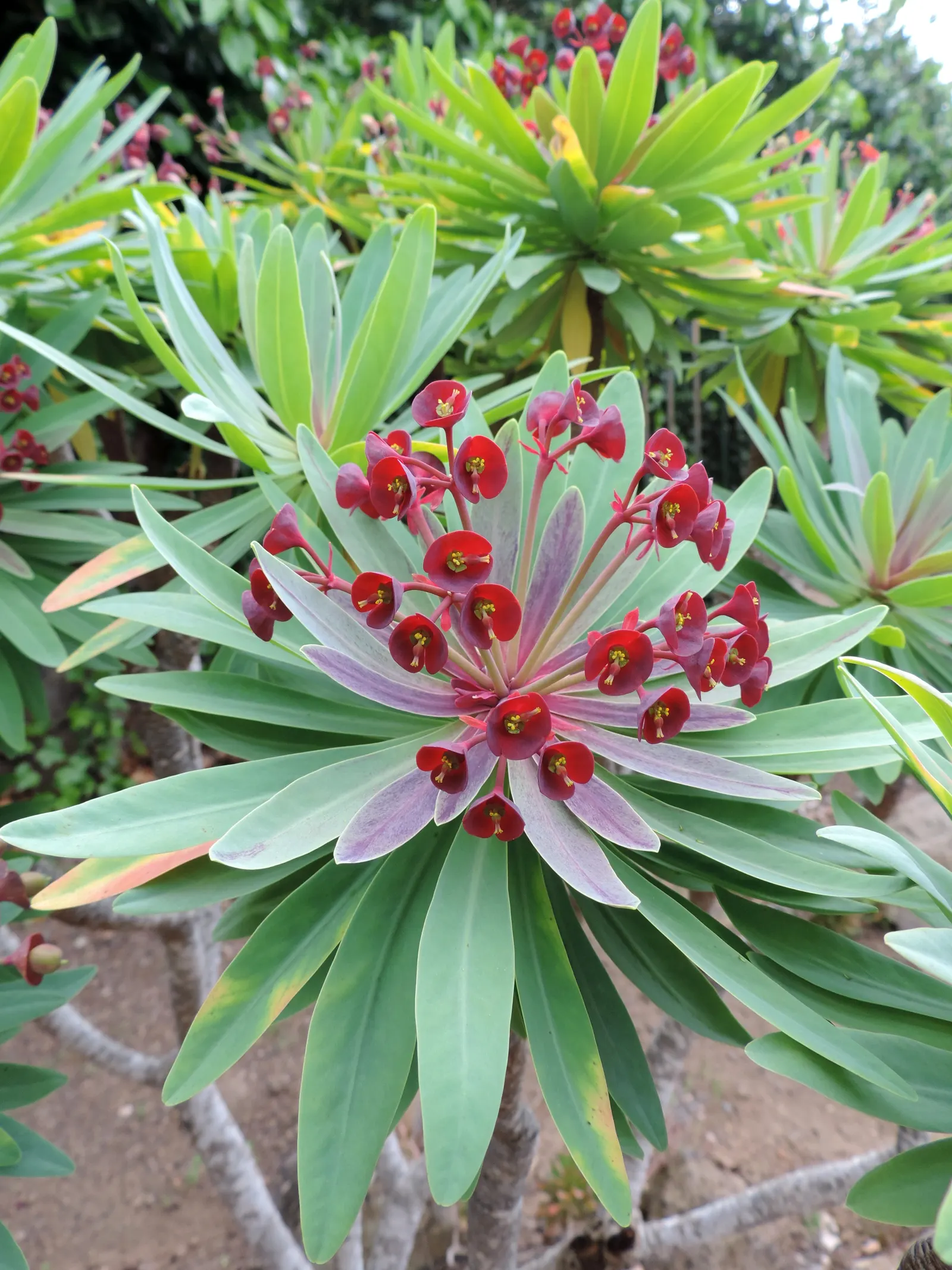 Tabaiba Majorera (Euphorbia Atropurpurea) — From late winter to early spring; making it an asset for water-wise gardens.<br><br>For maximum impact in the