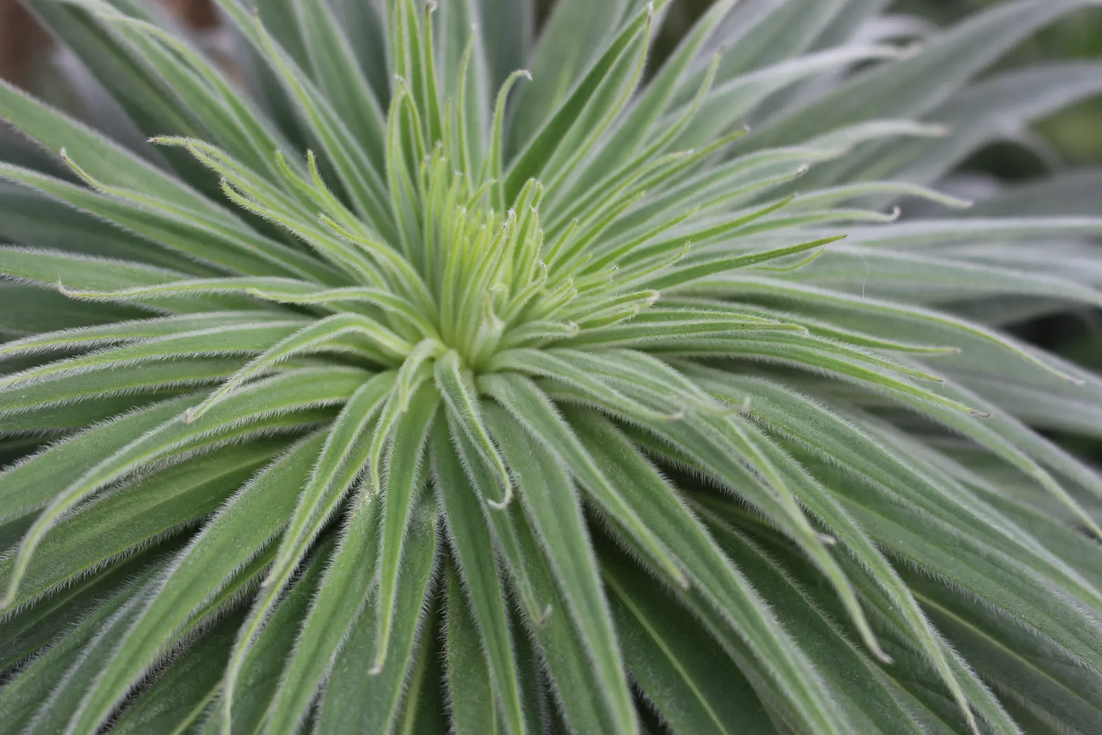 Tabaiba Majorera (Euphorbia Atropurpurea) — adding a touch of color and interest.<br><br>As with other Euphorbia species