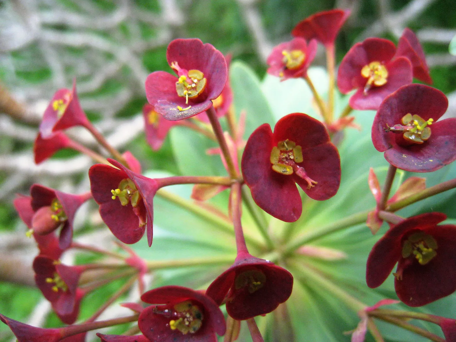 Tabaiba Majorera (Euphorbia Atropurpurea) — requiring minimal maintenance in USDA zones 9-11