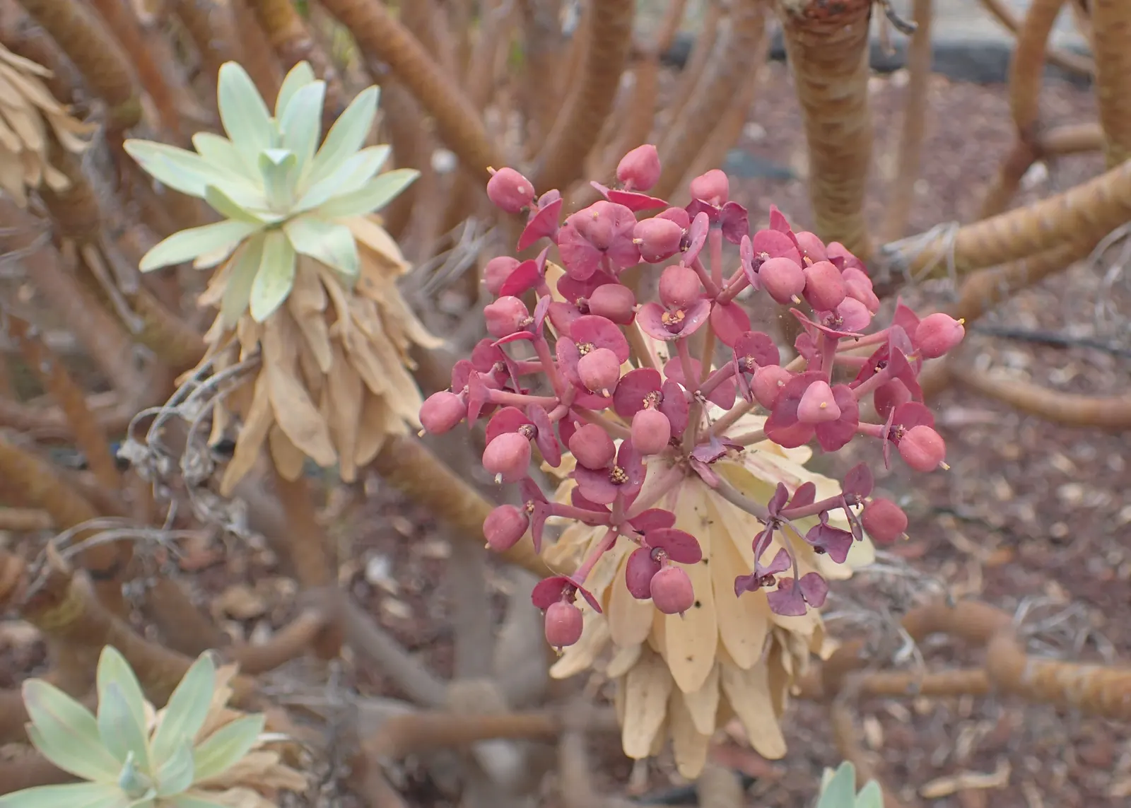 Tabaiba Majorera (Euphorbia Atropurpurea) — perennial for full or half