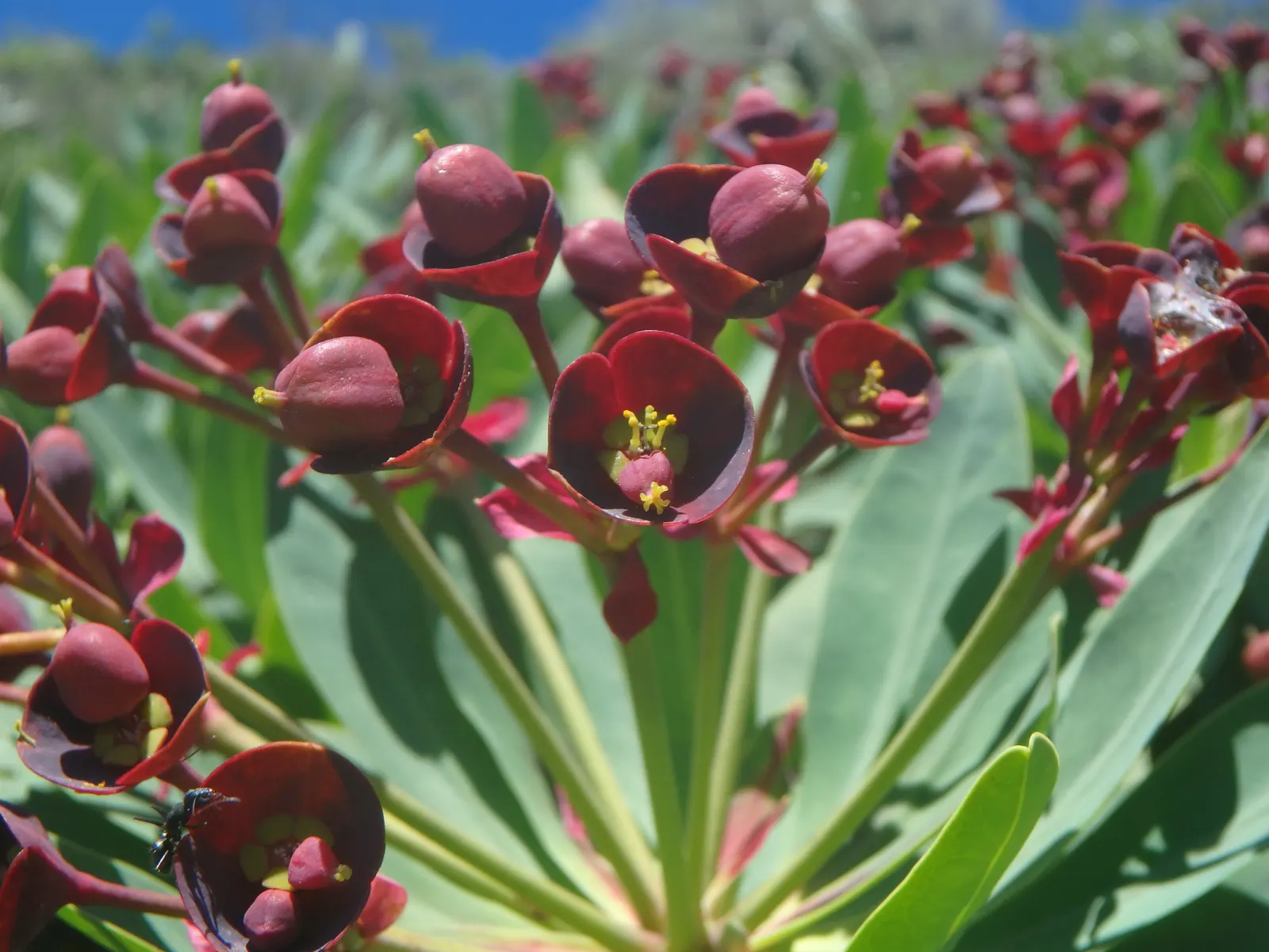 Tabaiba Majorera (Euphorbia Atropurpurea) — green and multi-colored and red flowers in the garden