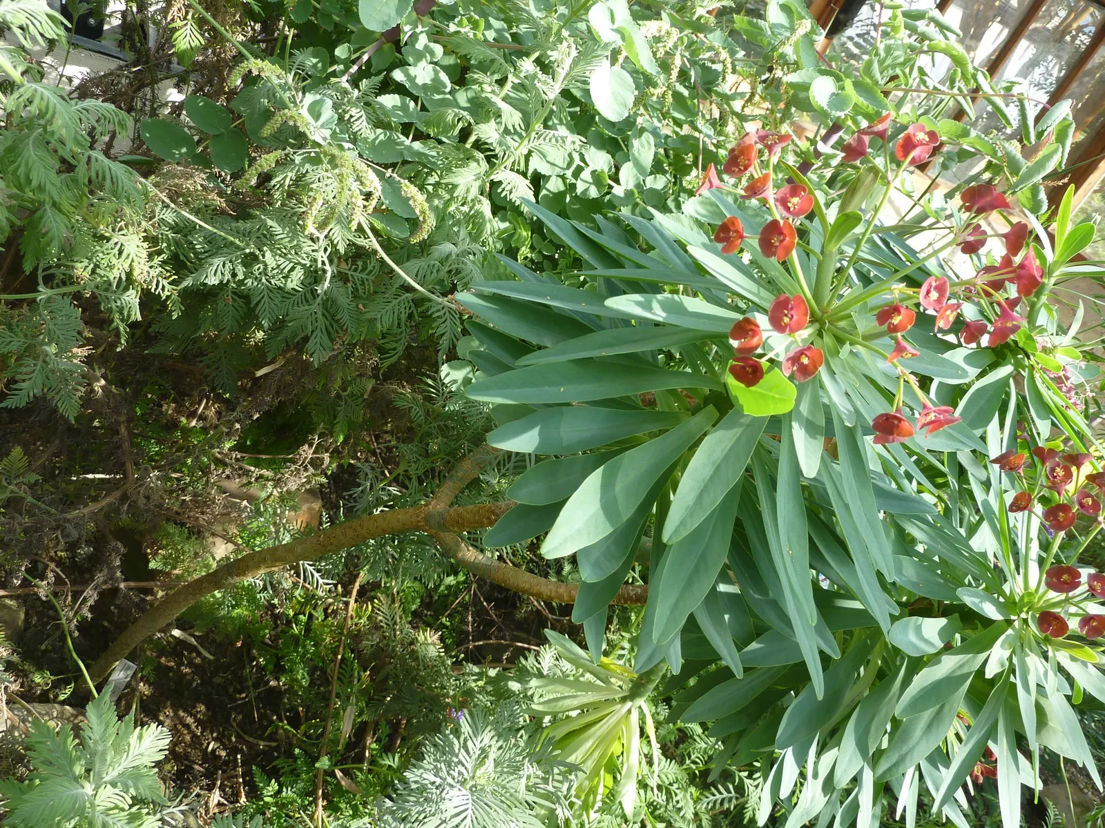 Tabaiba Majorera (Euphorbia Atropurpurea) — Euphorbia atropurpurea, or Tabaiba Majorera, is an eye-catching, perennial shrub endemic to the Canary Islands